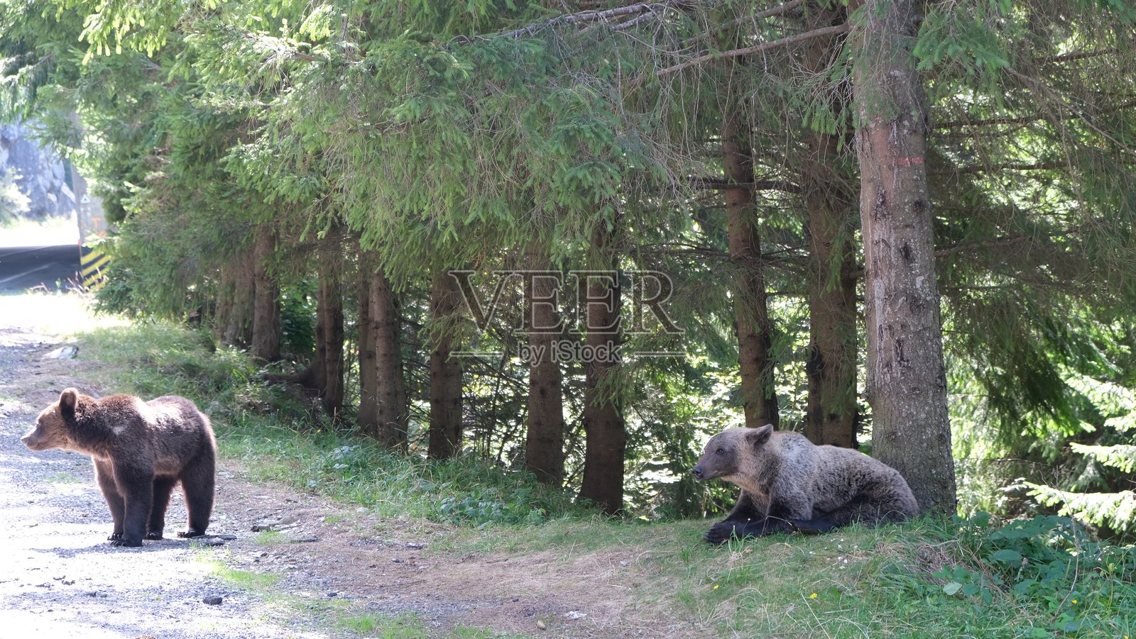 特兰斯法加拉山脉公路边的棕熊照片摄影图片