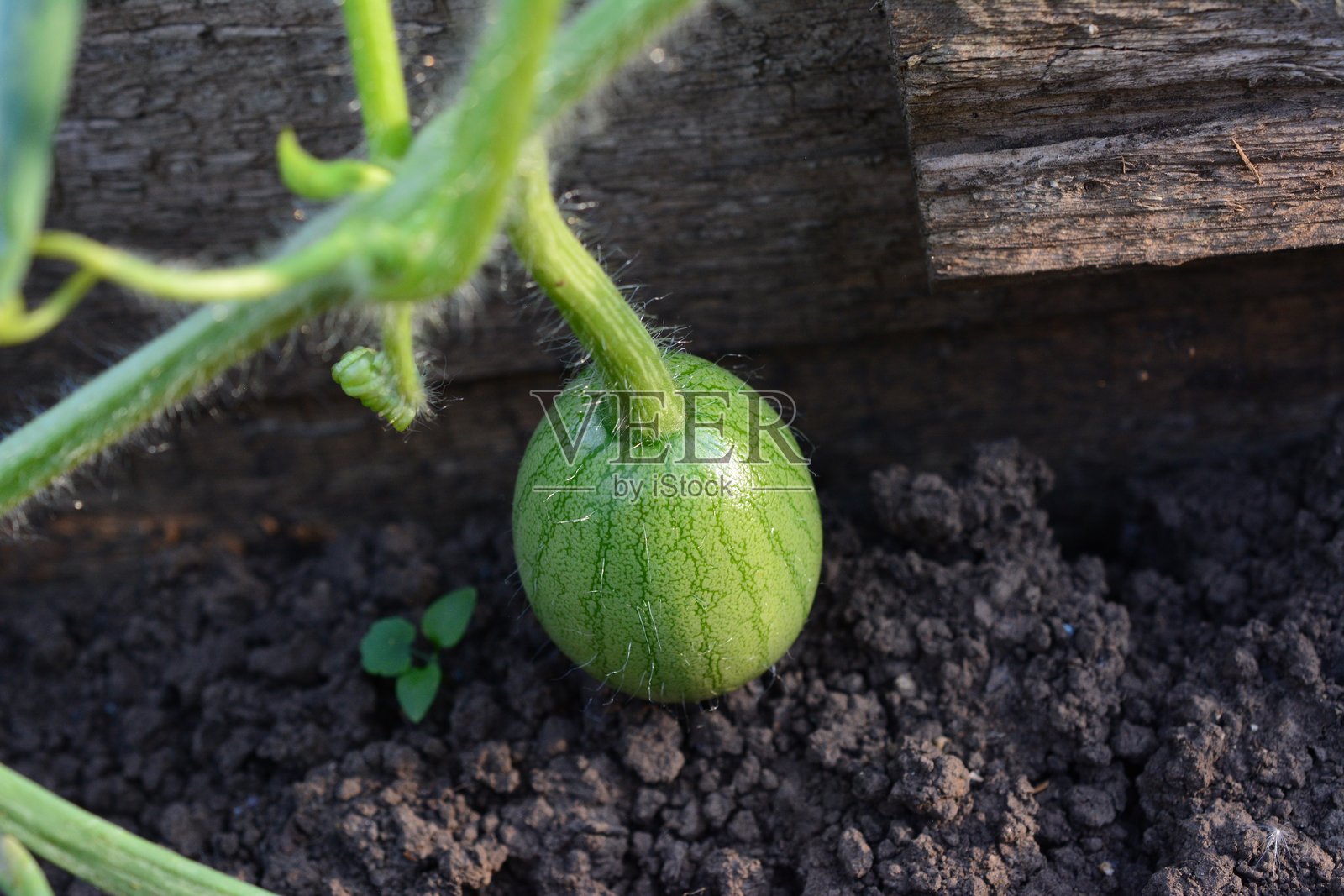 花园藤蔓上生长的小西瓜照片摄影图片