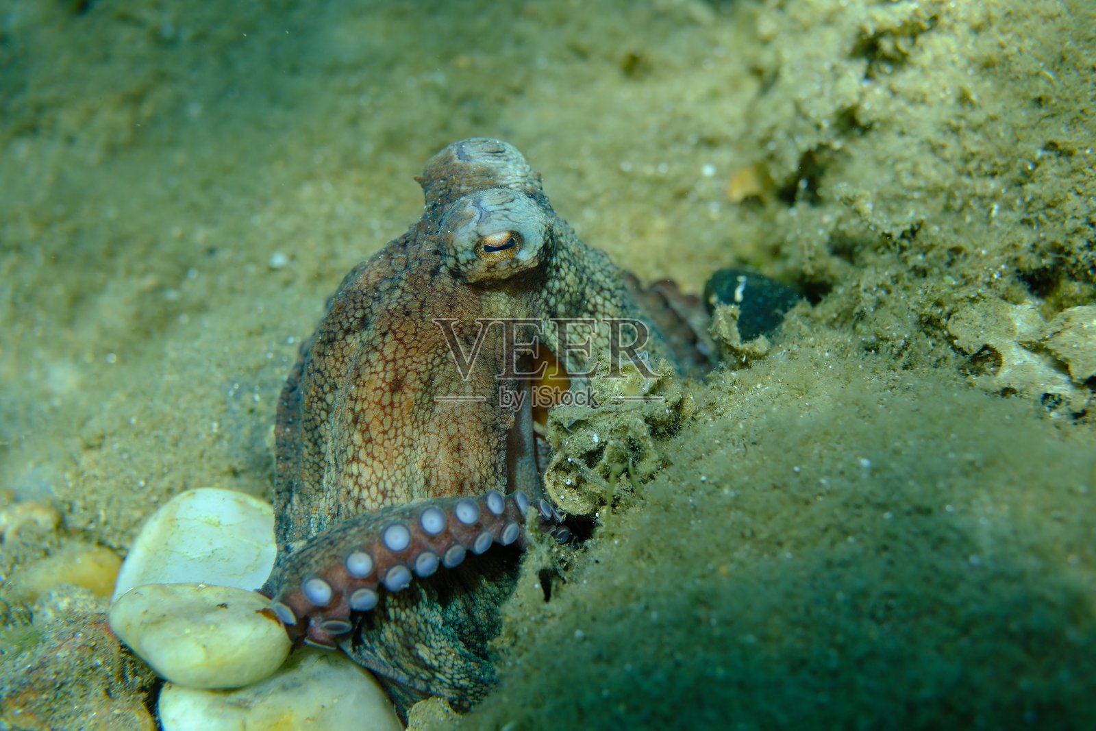 普通章鱼（Octopus vulgaris）在地中海爱琴海捕食照片摄影图片