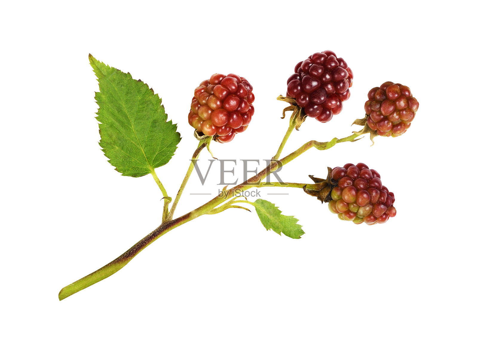 红色的悬钩子（野覆盆子）浆果，带有绿叶，孤立的照片摄影图片