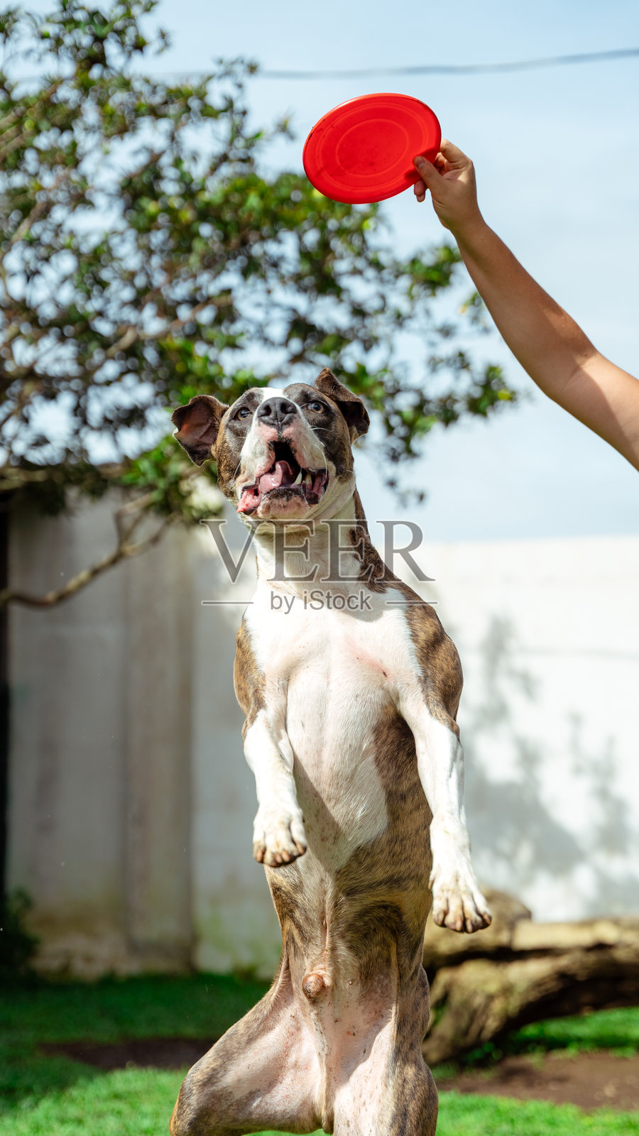 狗狗在后院跳起接住主人抛来的飞盘照片摄影图片
