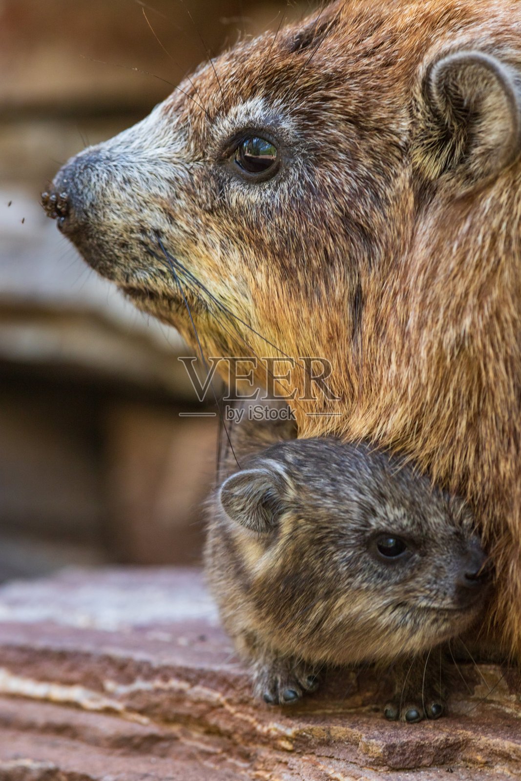 岩 the rock hyrax 妈妈在石头平台上依偎着她的宝宝的特写肖像照片摄影图片
