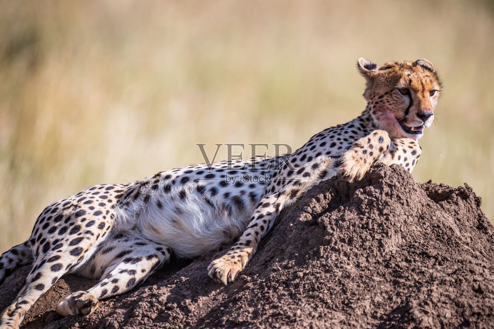 猎豹优雅地栖息在塞伦盖蒂坦桑尼亚草原的白蚁丘上照片摄影图片