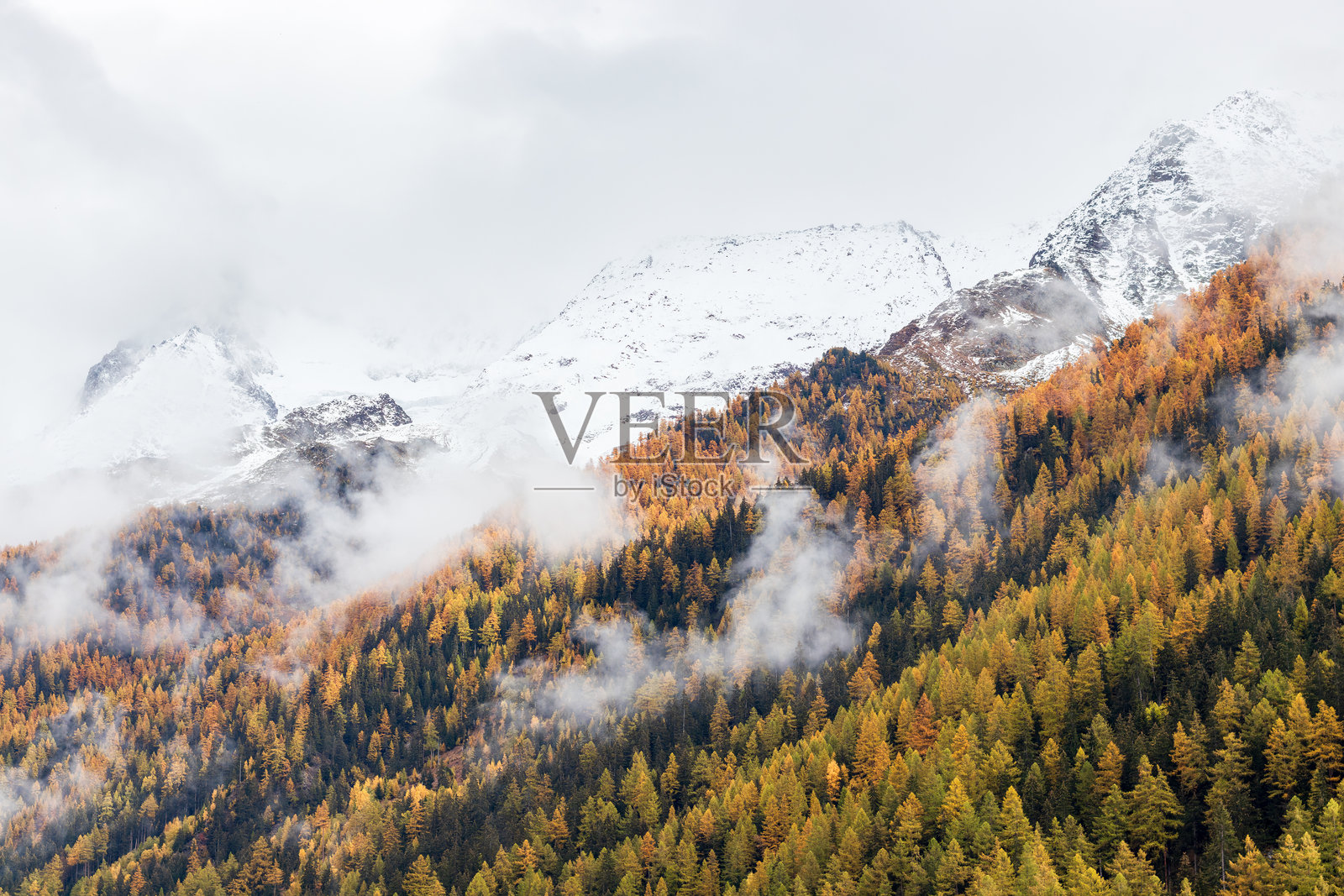 橙色的秋季落叶松林，上方有薄雾。秋季森林背景。照片摄影图片
