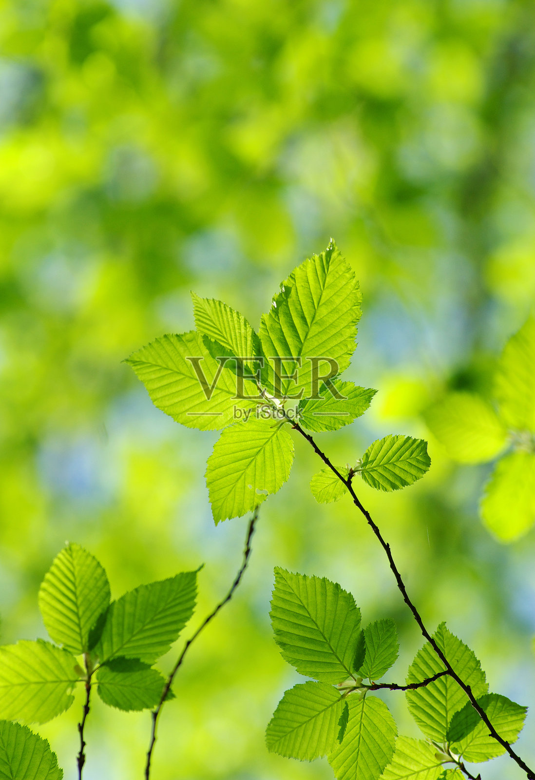 树叶照片摄影图片