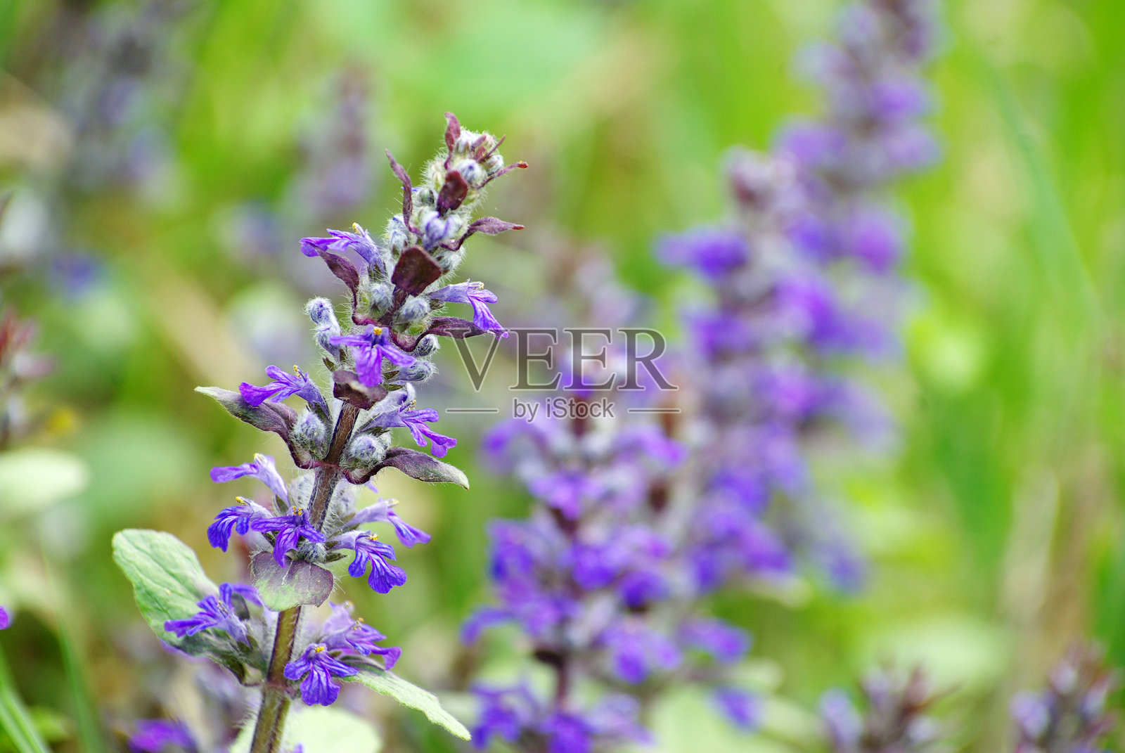 田野里的鲜花照片摄影图片