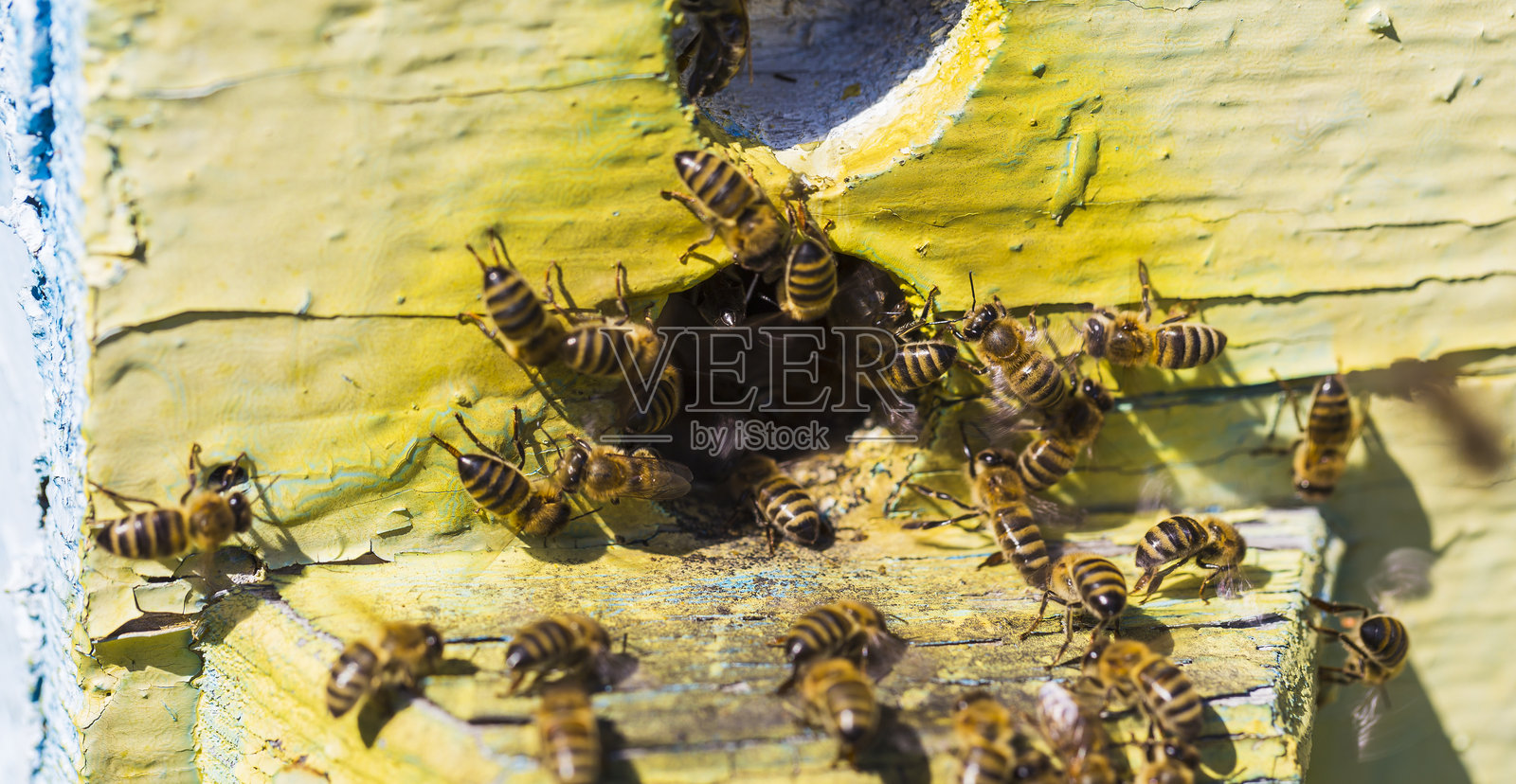 工蜂在蜂巢中辛勤劳作照片摄影图片