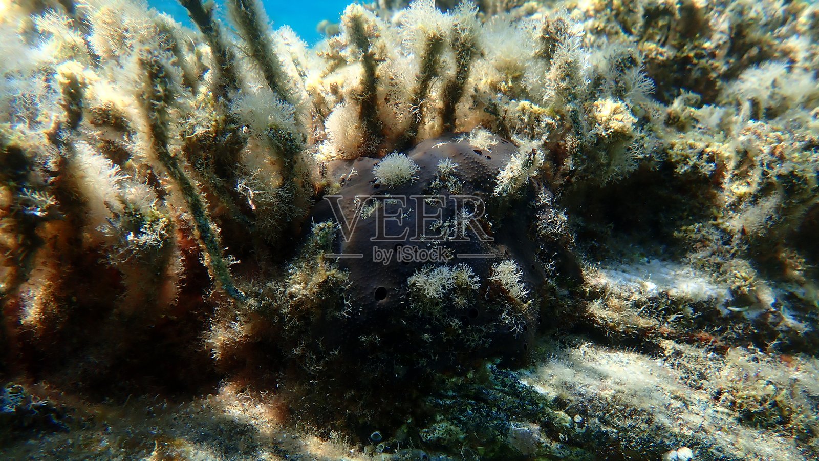 海绵（Scalarispongia scalaris）在爱琴海海底照片摄影图片