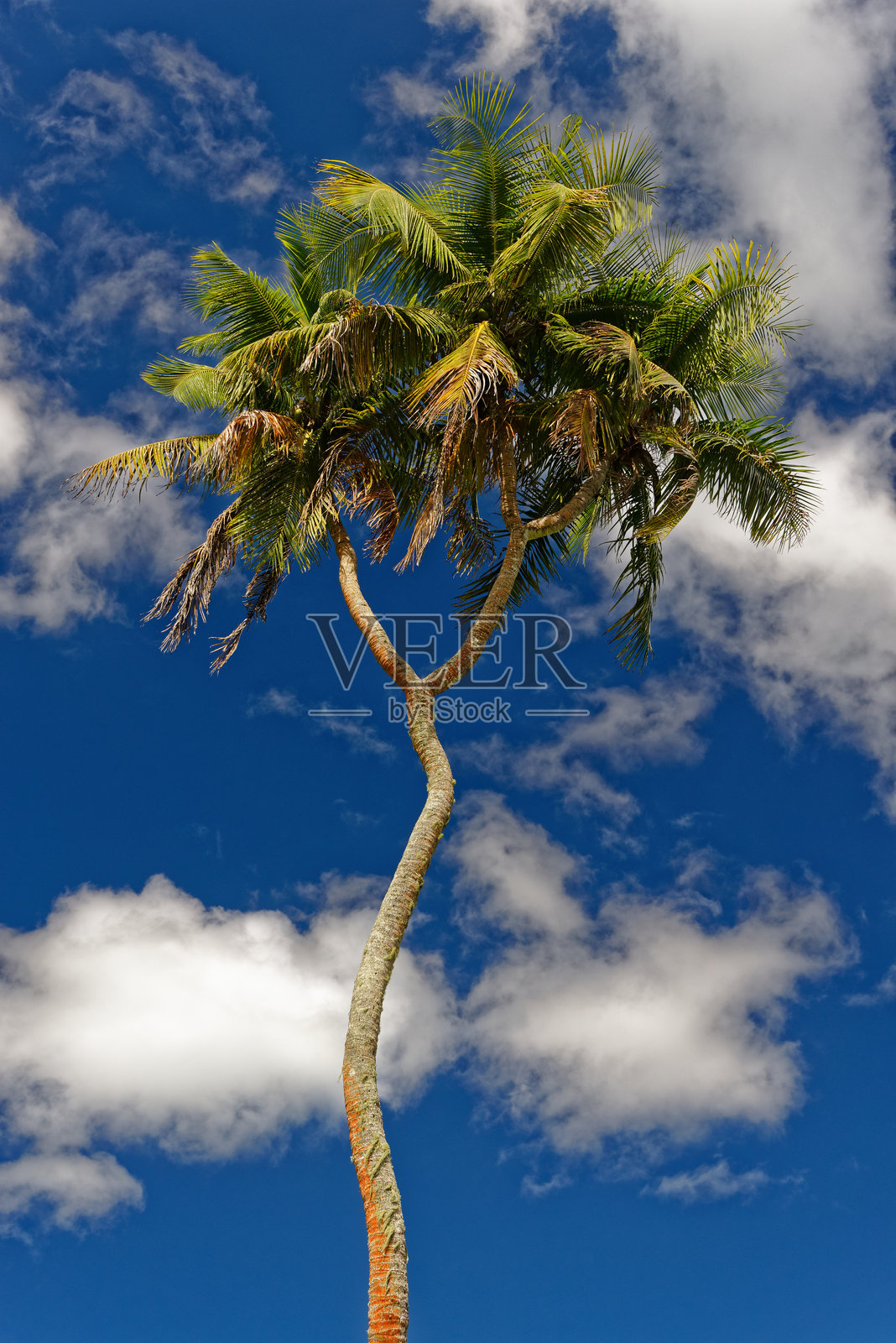 田园夏日假期照片摄影图片