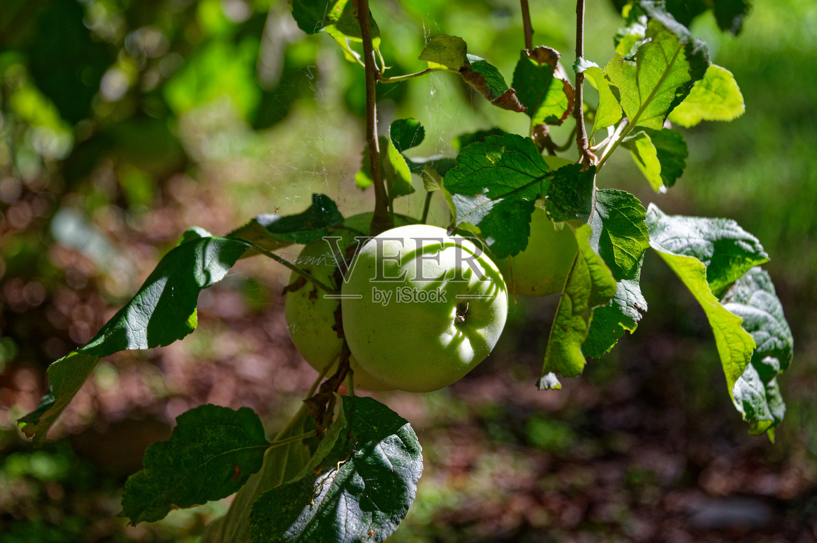 家种苹果在自家花园里生长照片摄影图片
