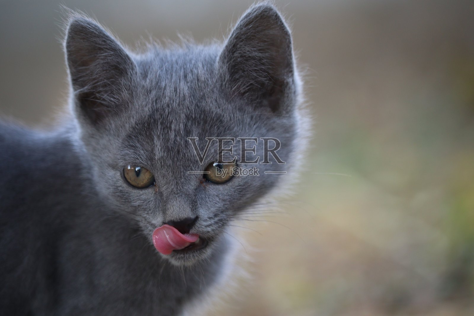 可爱的幼猫照片摄影图片