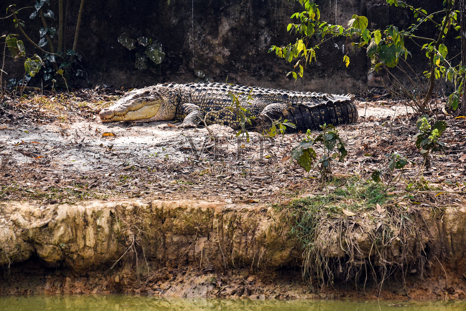 鳄鱼在斑驳的阳光下栖息在河岸上，四周绿意盎然照片摄影图片