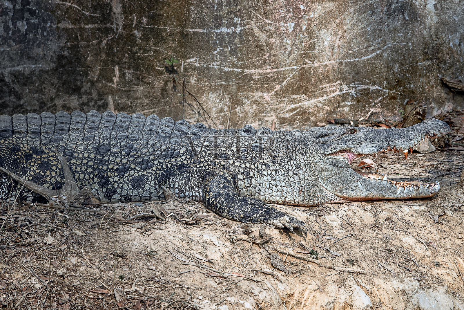鳄鱼在自然栖息地靠墙在干燥的地面上休息照片摄影图片