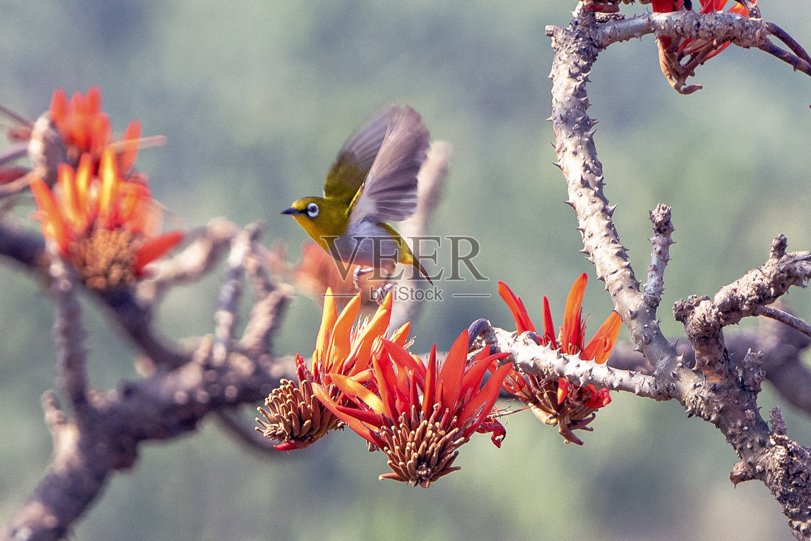一只明亮的印度白眼鸟栖息在自然界树枝间的橙红色花朵上照片摄影图片