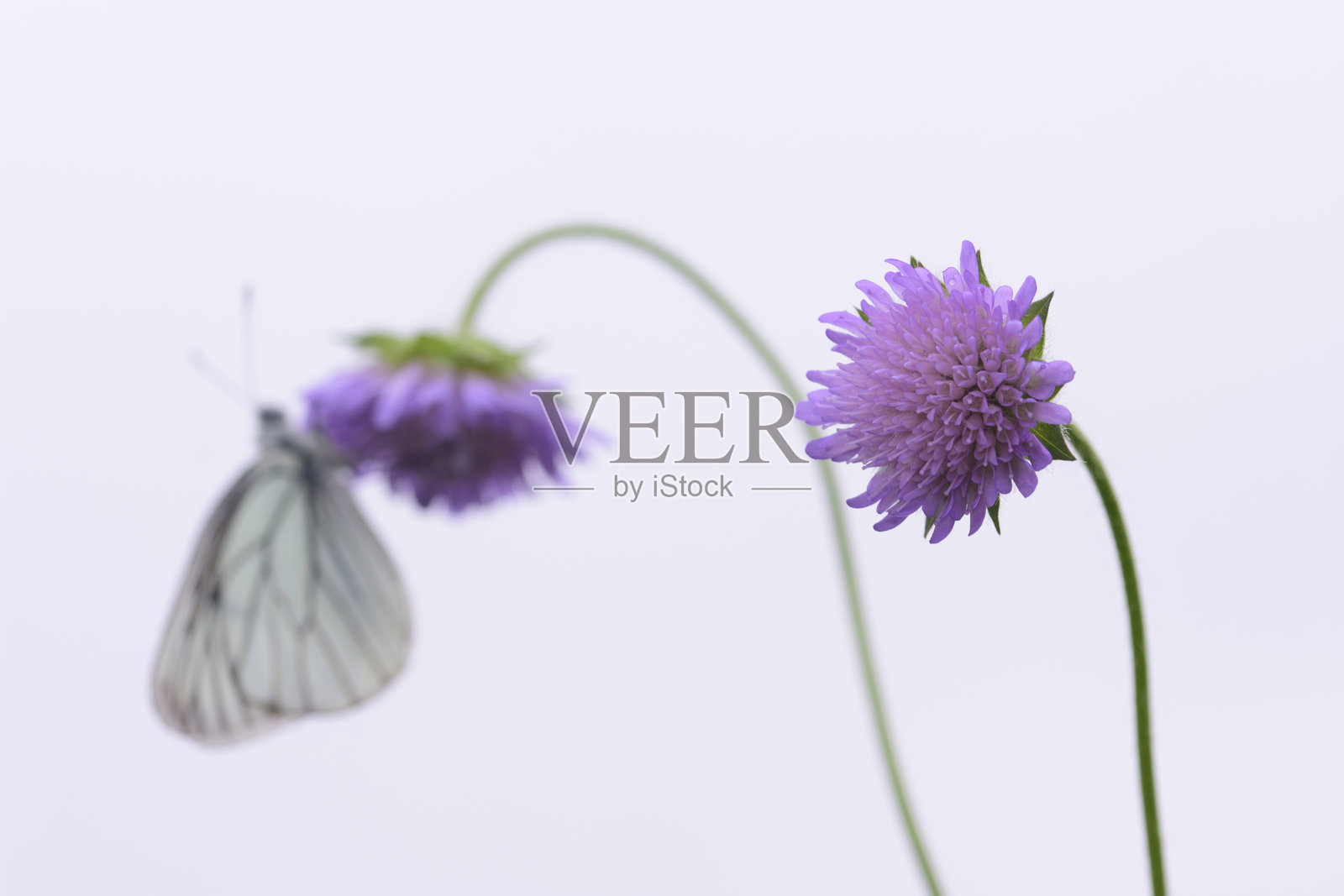 白缘大绢斑蝶照片摄影图片