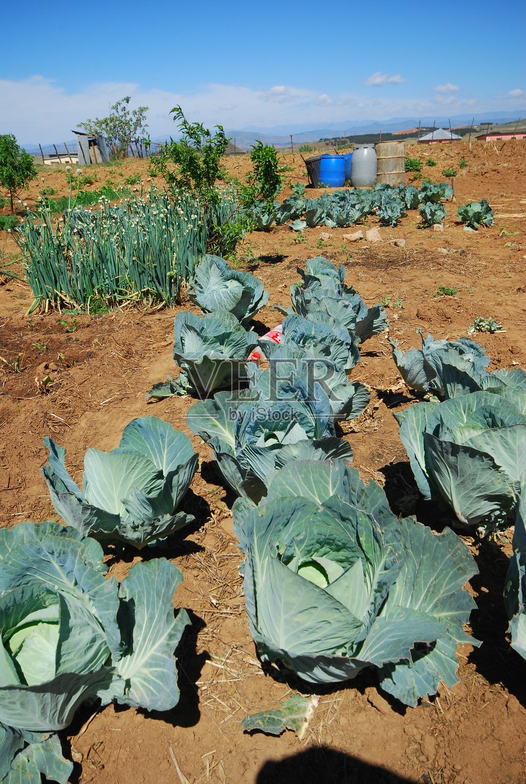 南非和莱索托的小型农场、菜园和乡村景观照片摄影图片