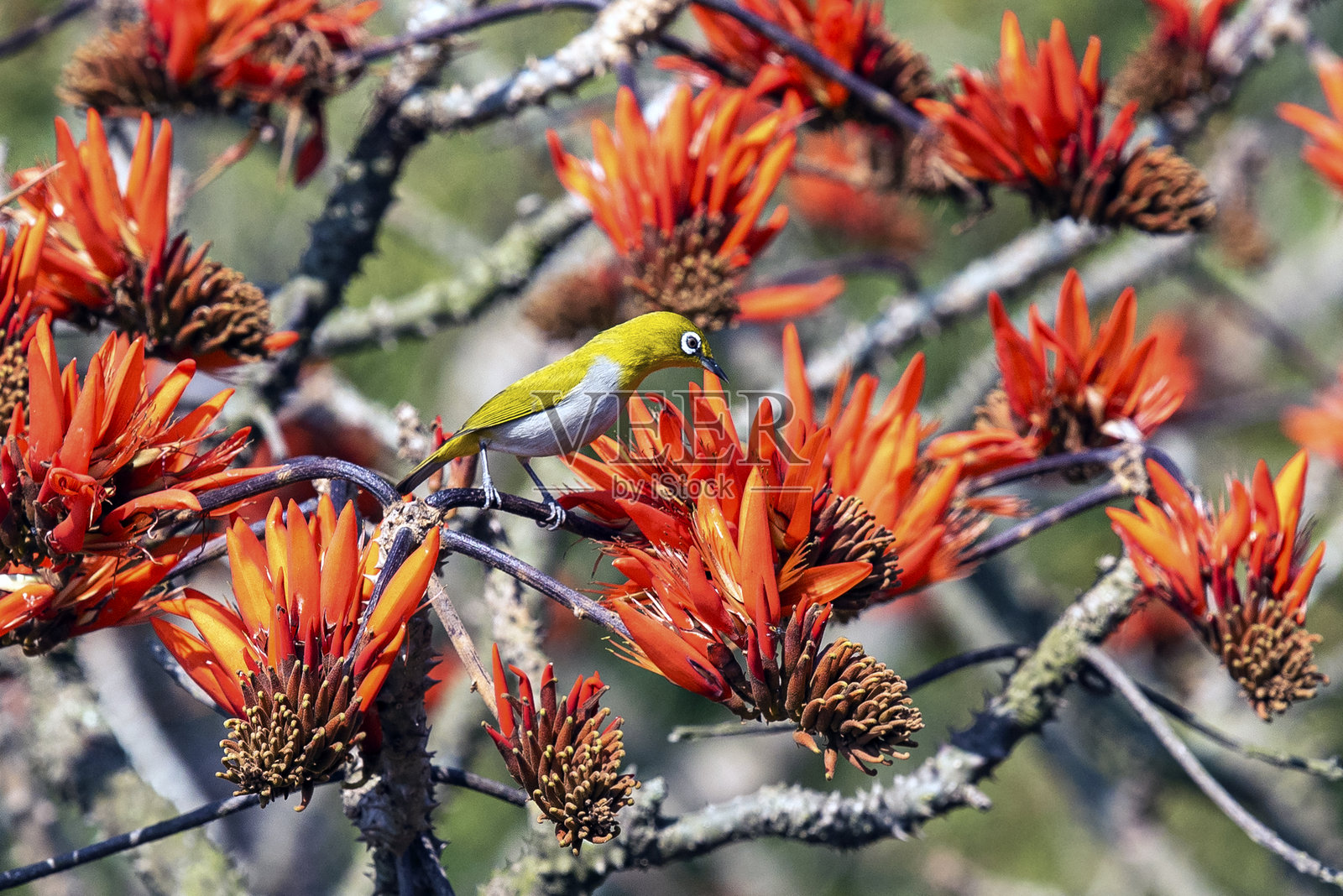 一只明亮的印度白眼鸟栖息在自然界树枝间的橙红色花朵上照片摄影图片