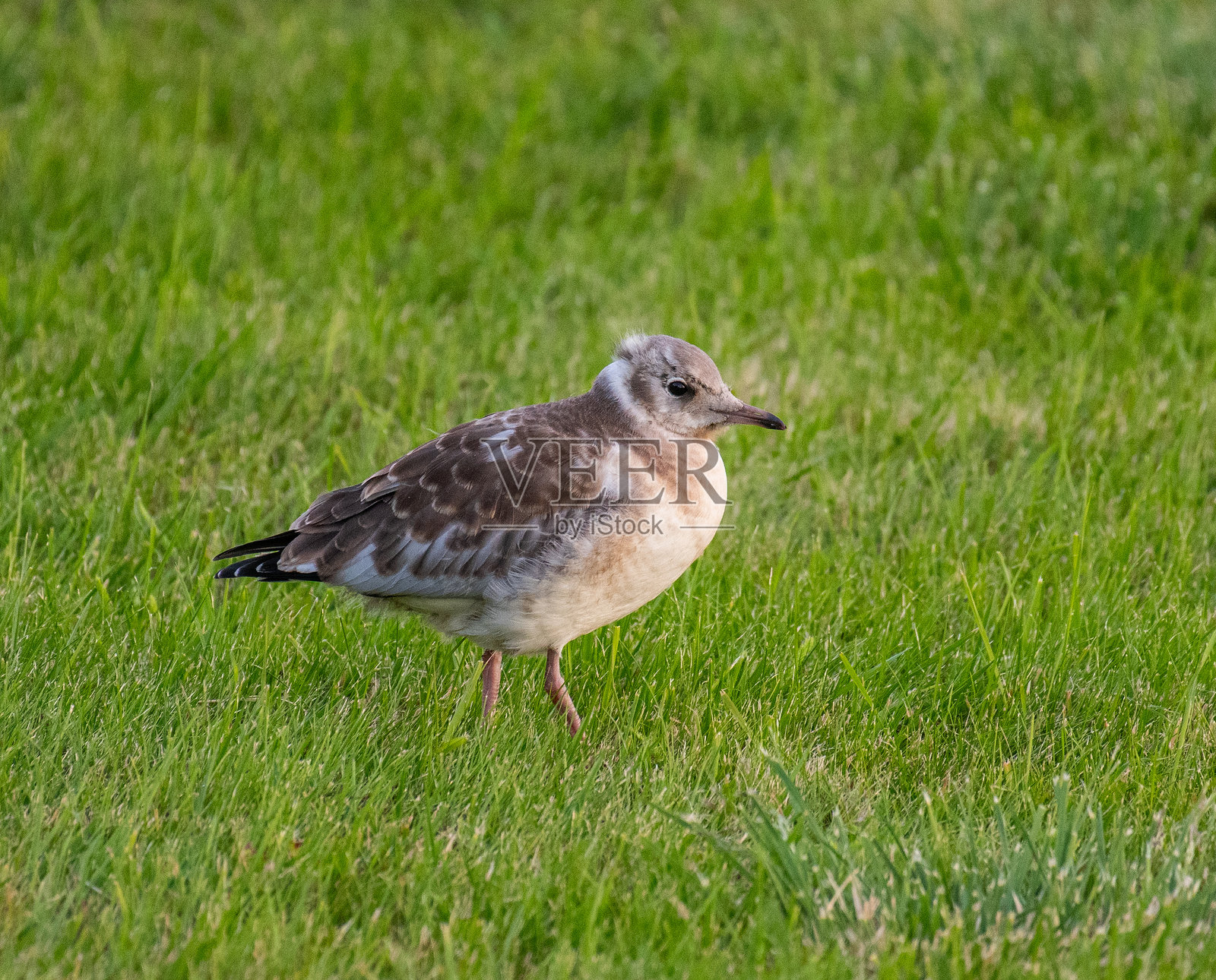 冰岛自然中的黑头鸥照片摄影图片