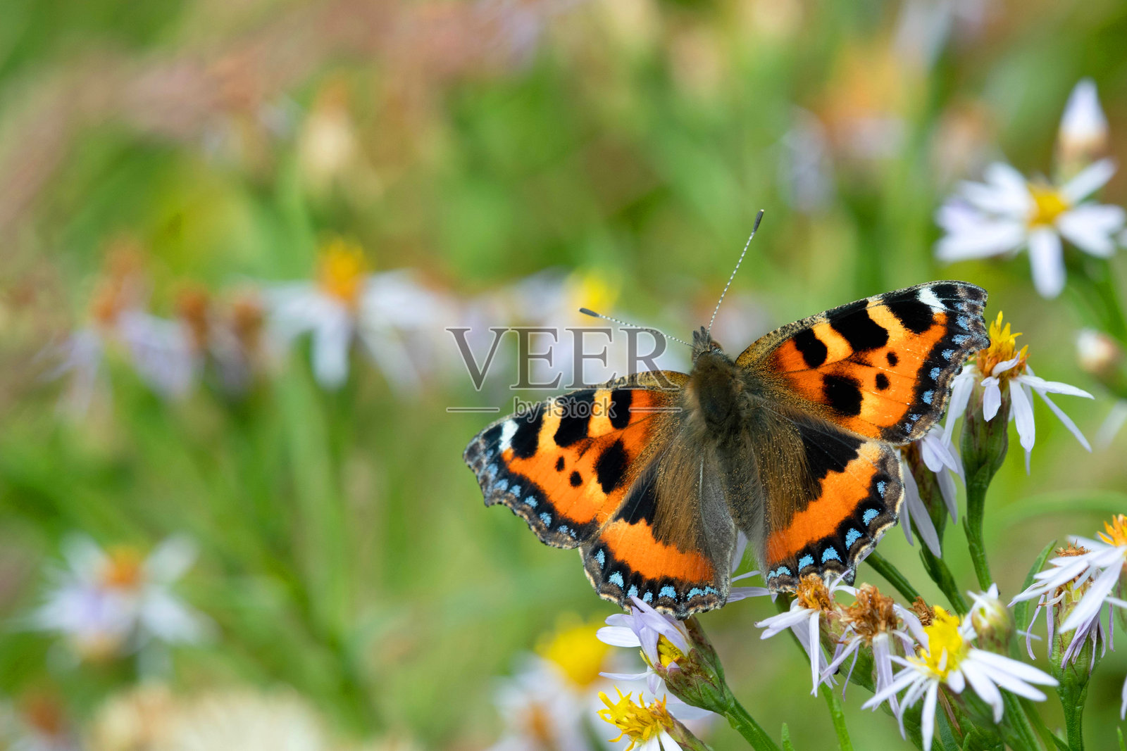 小蛱蝶（Aglais urticae）照片摄影图片