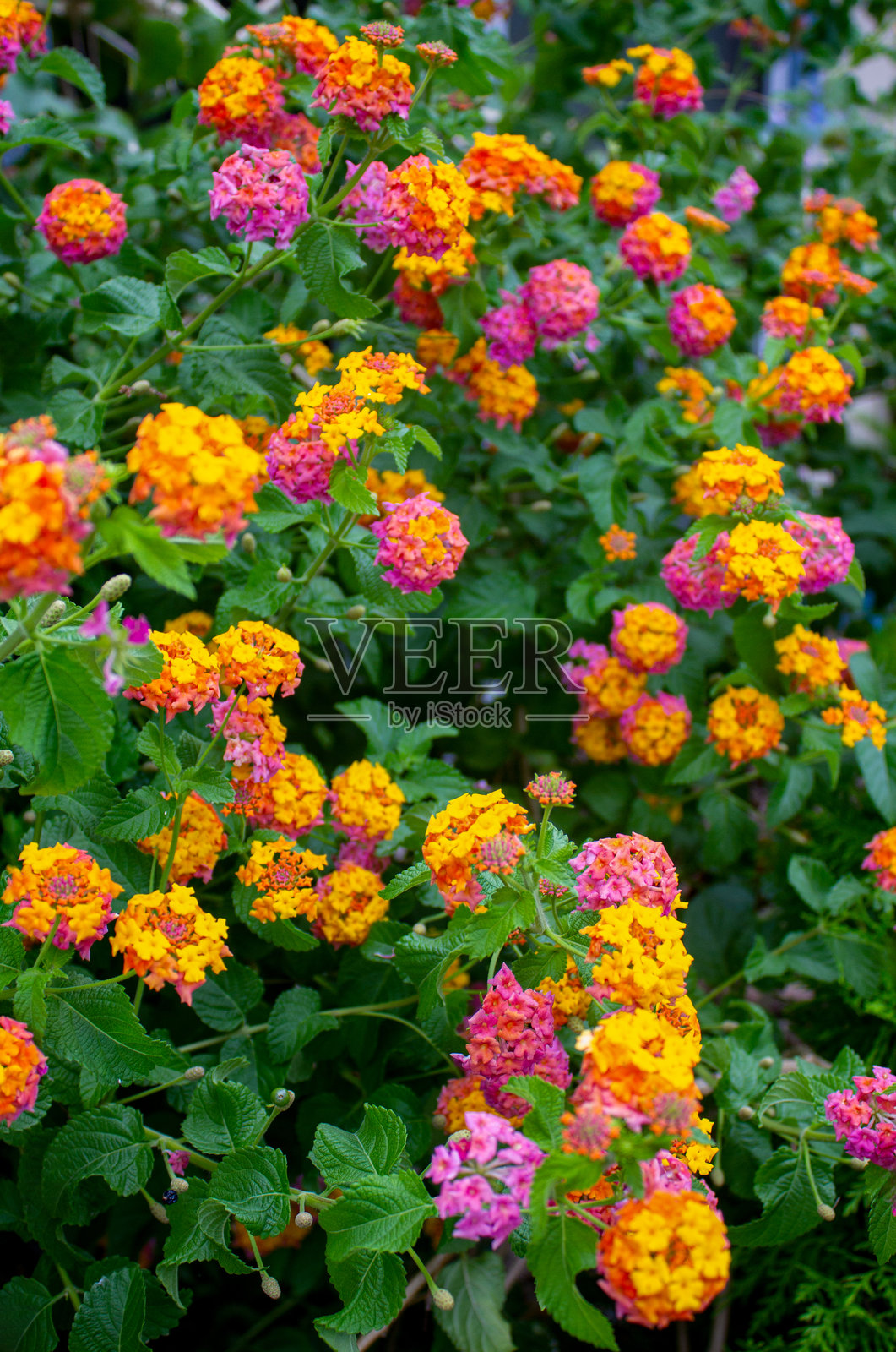 马缨丹照片摄影图片