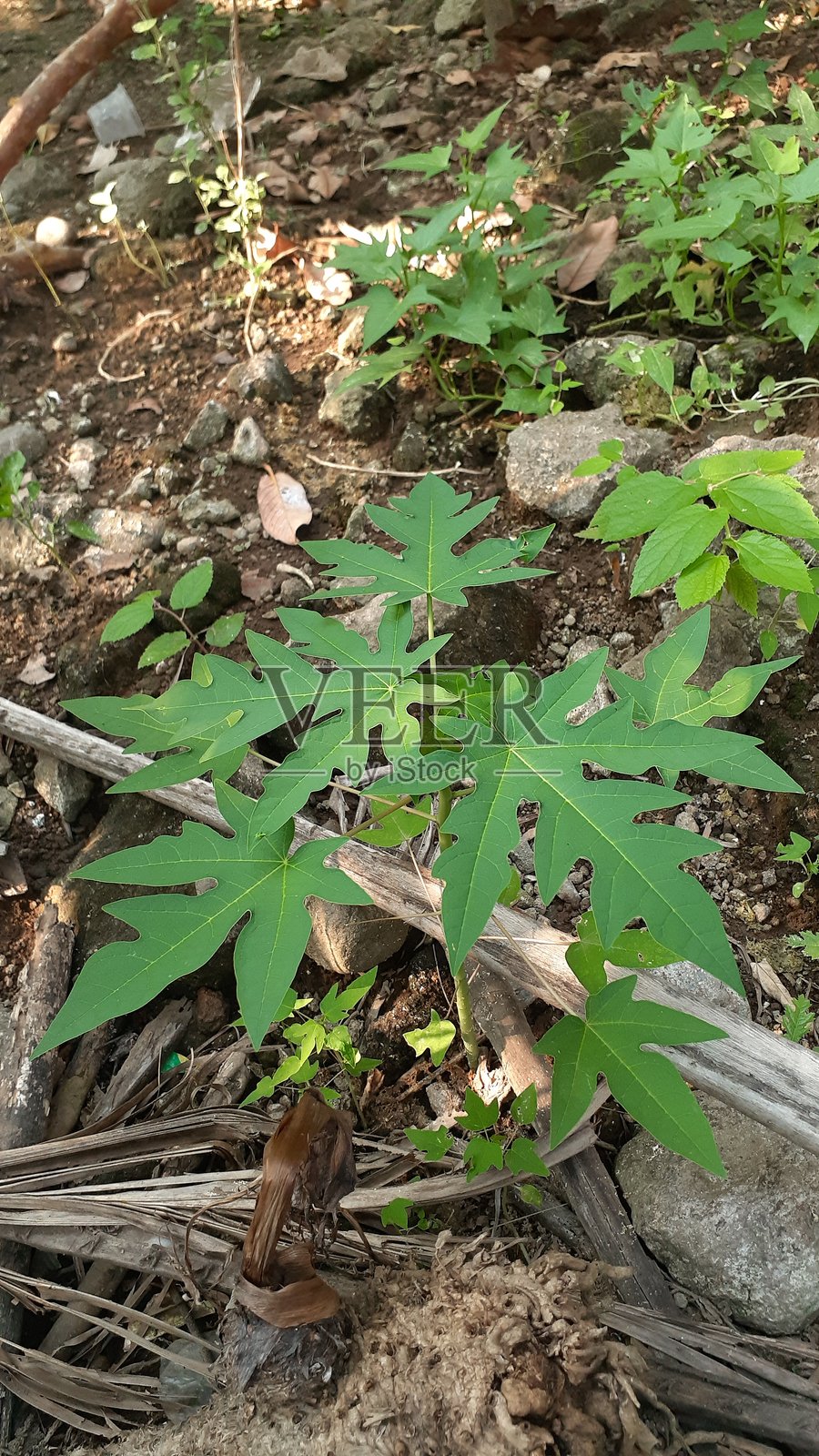 木瓜树照片摄影图片