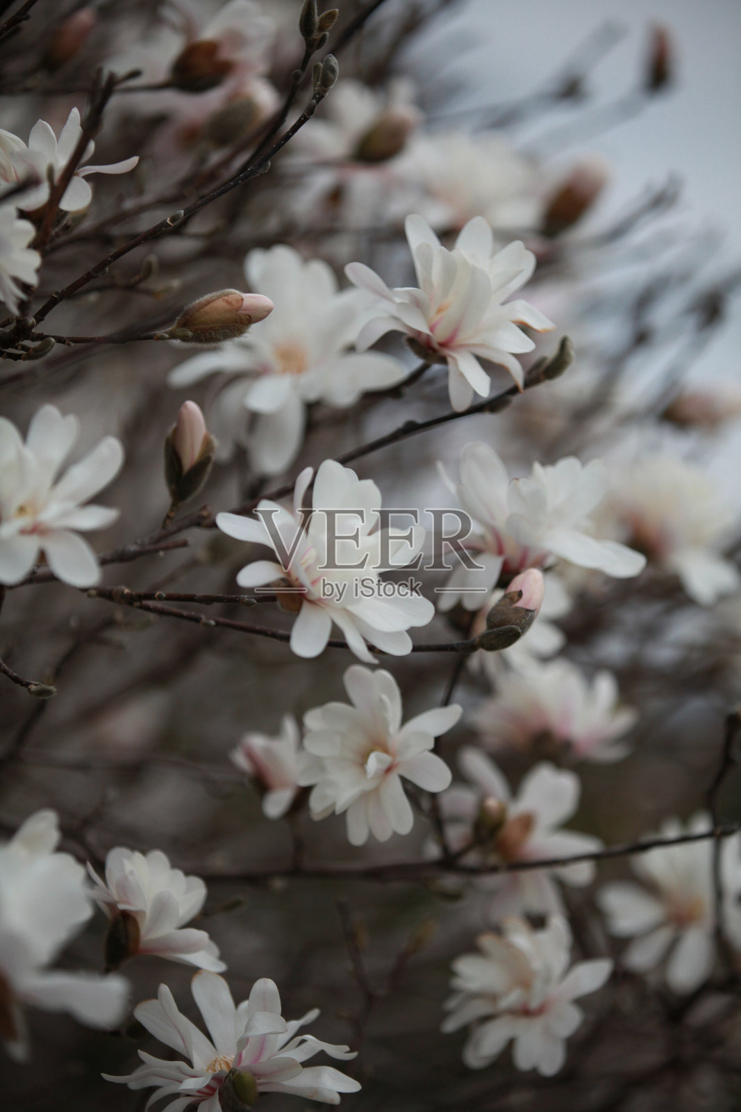 早春时节，盛开的玉兰花在植物园中营造出宁静的景象。照片摄影图片
