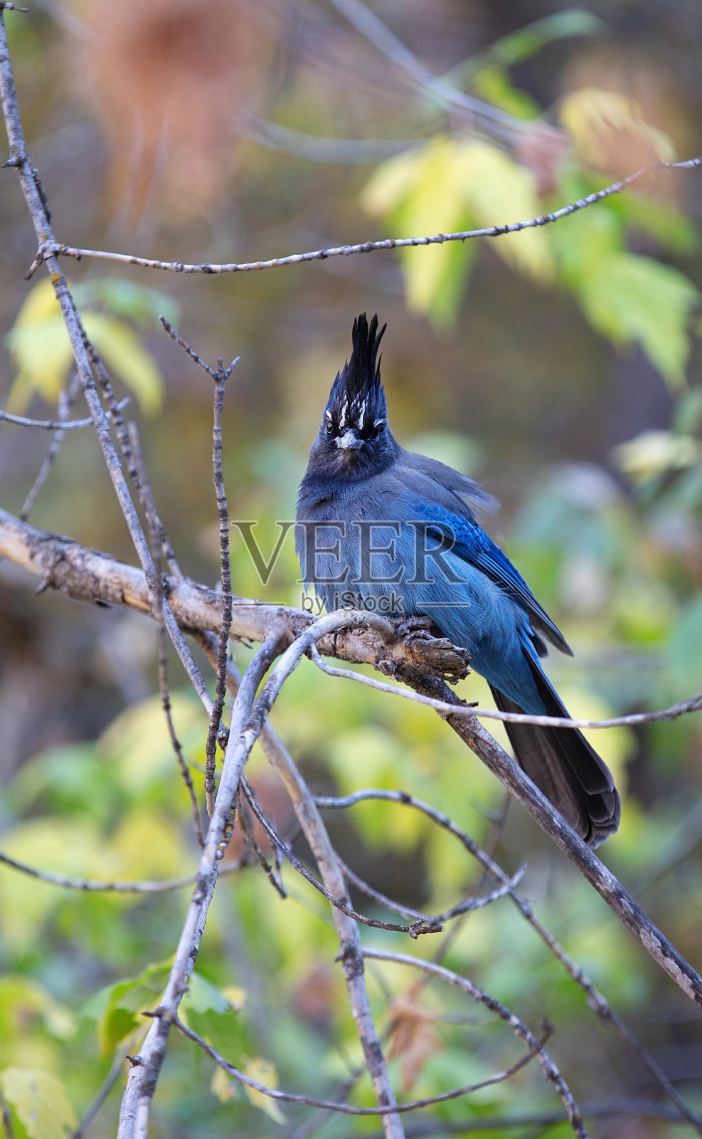清晨的阳光下，一只鸟栖息在枝头，周围环绕着绿叶，置身于自然的森林环境中。照片摄影图片