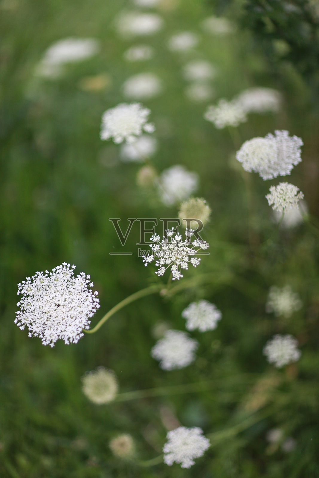 夏日晴朗的午后，绿色的田野里盛开着白色的野花照片摄影图片