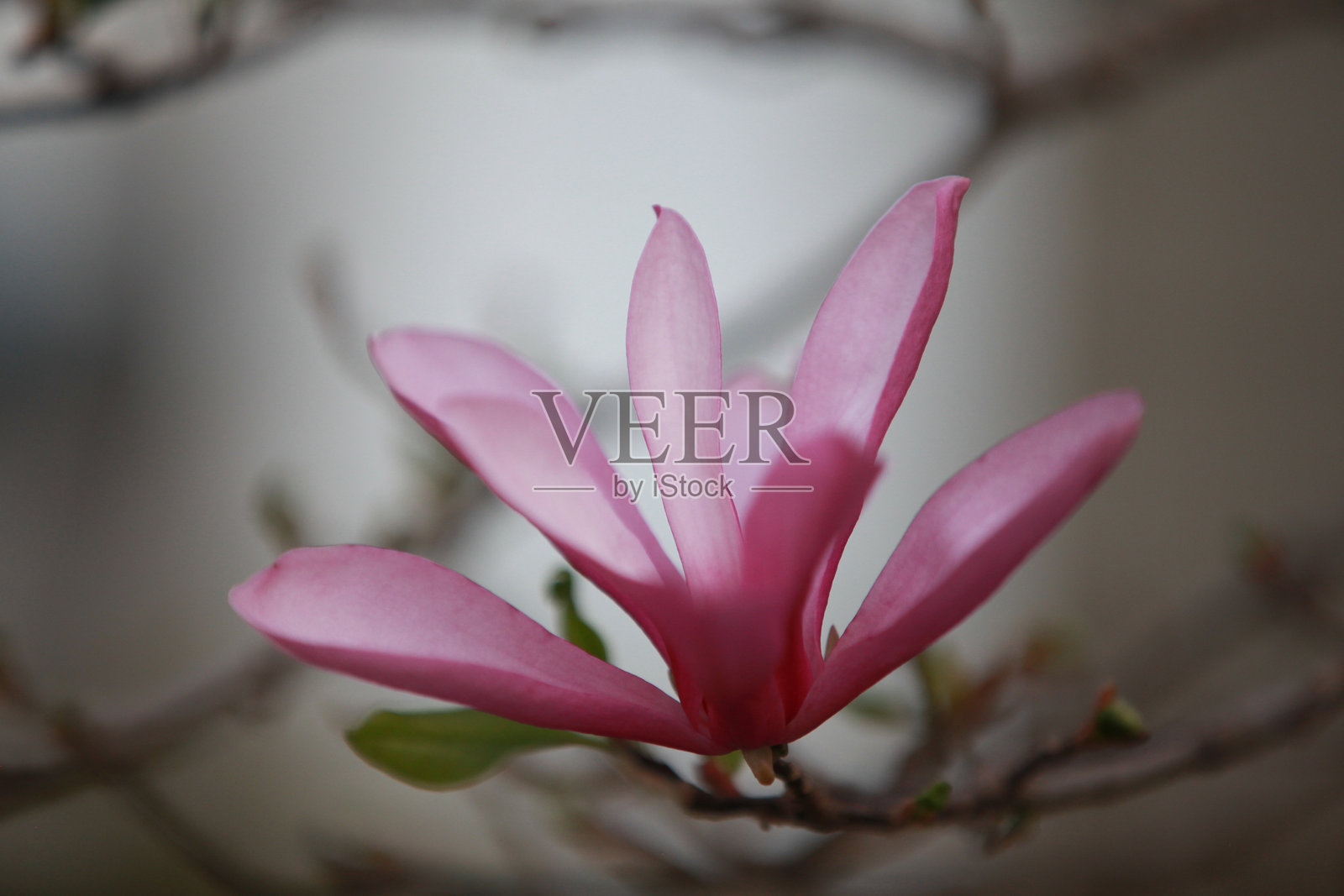 初春的阳光下，盛开的粉色木兰花在模糊的背景中脱颖而出照片摄影图片