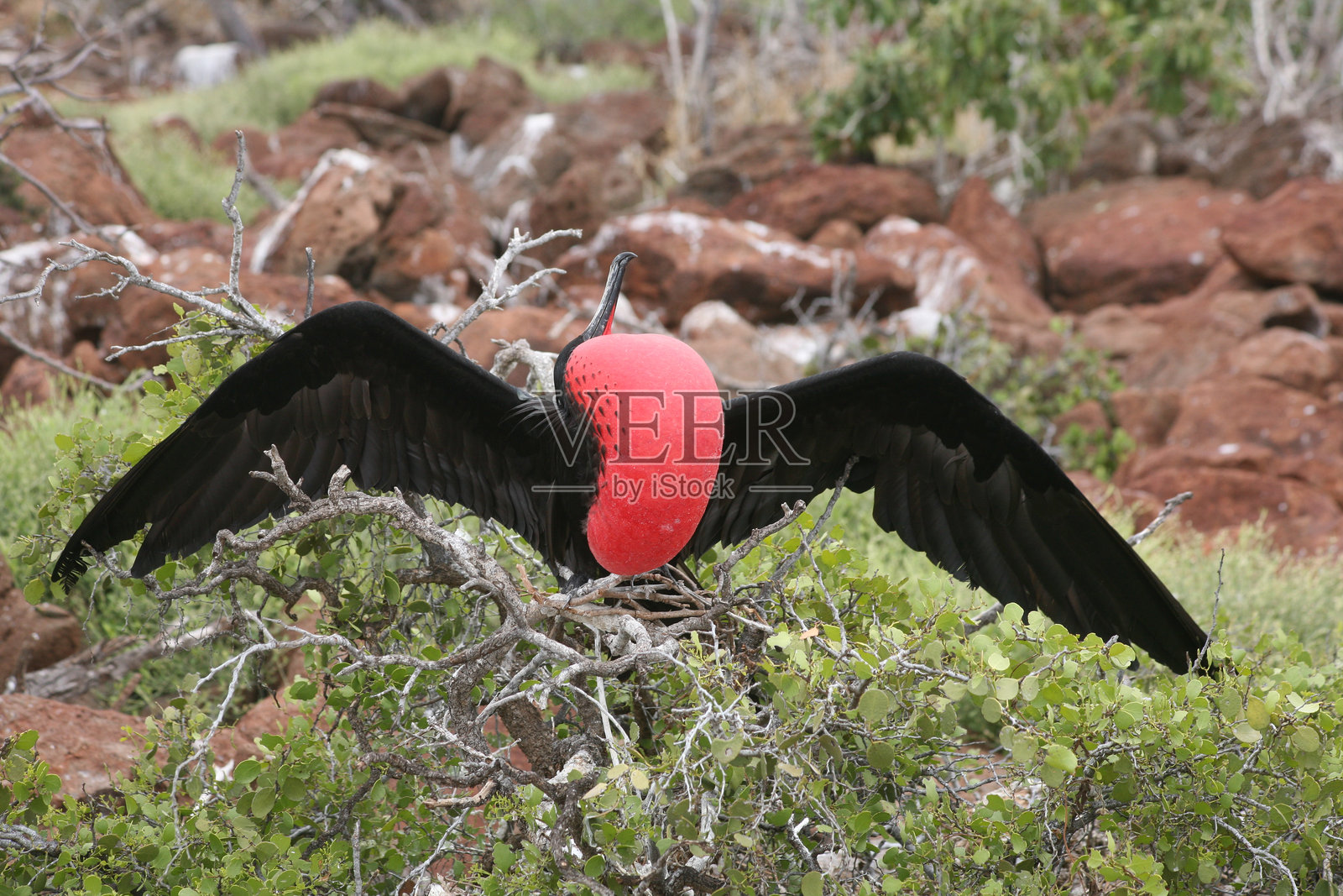 雄性军舰鸟在加拉帕戈斯群岛的自然栖息地展示其鲜红色的喉囊照片摄影图片