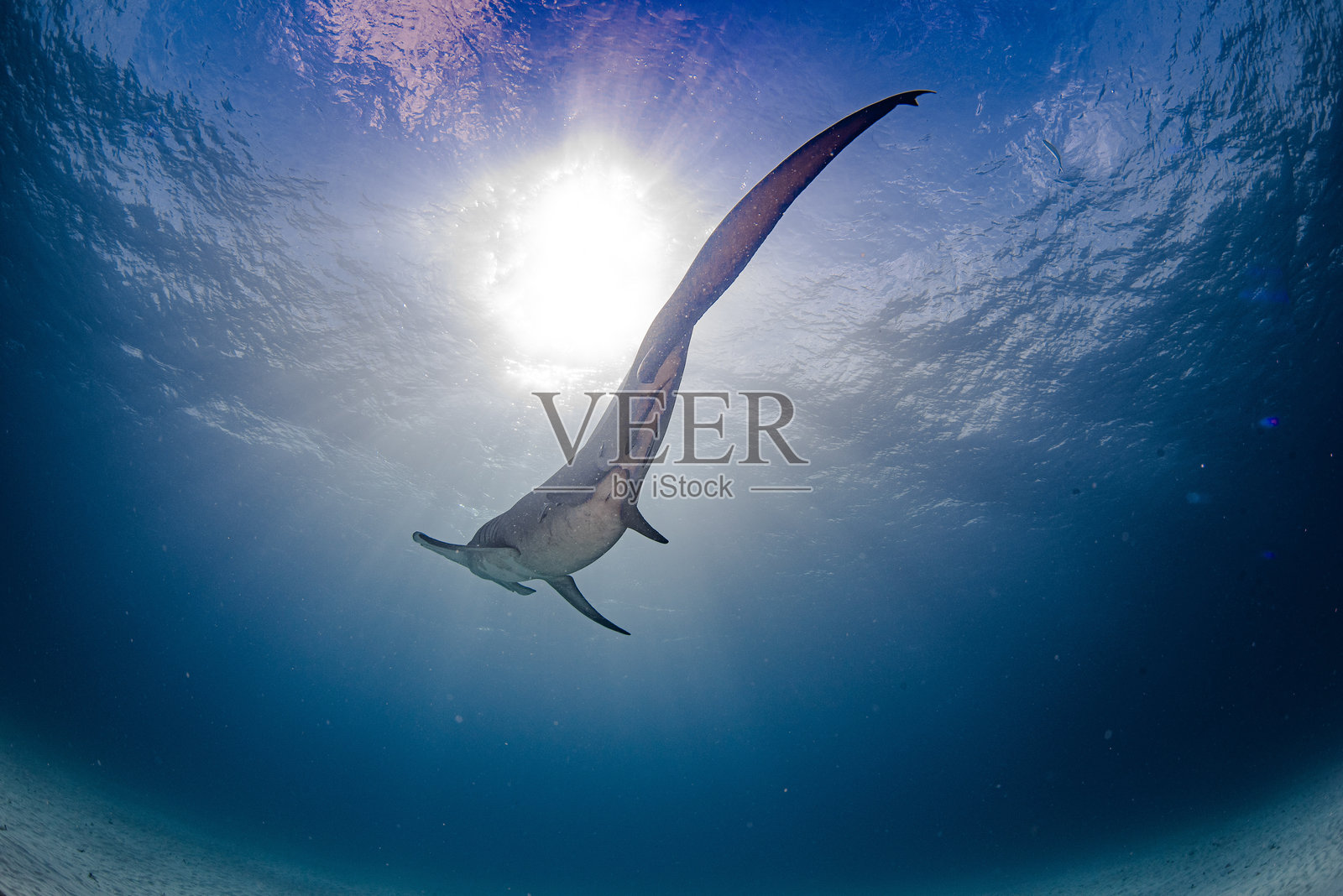 巡游的锤头鲨照片摄影图片