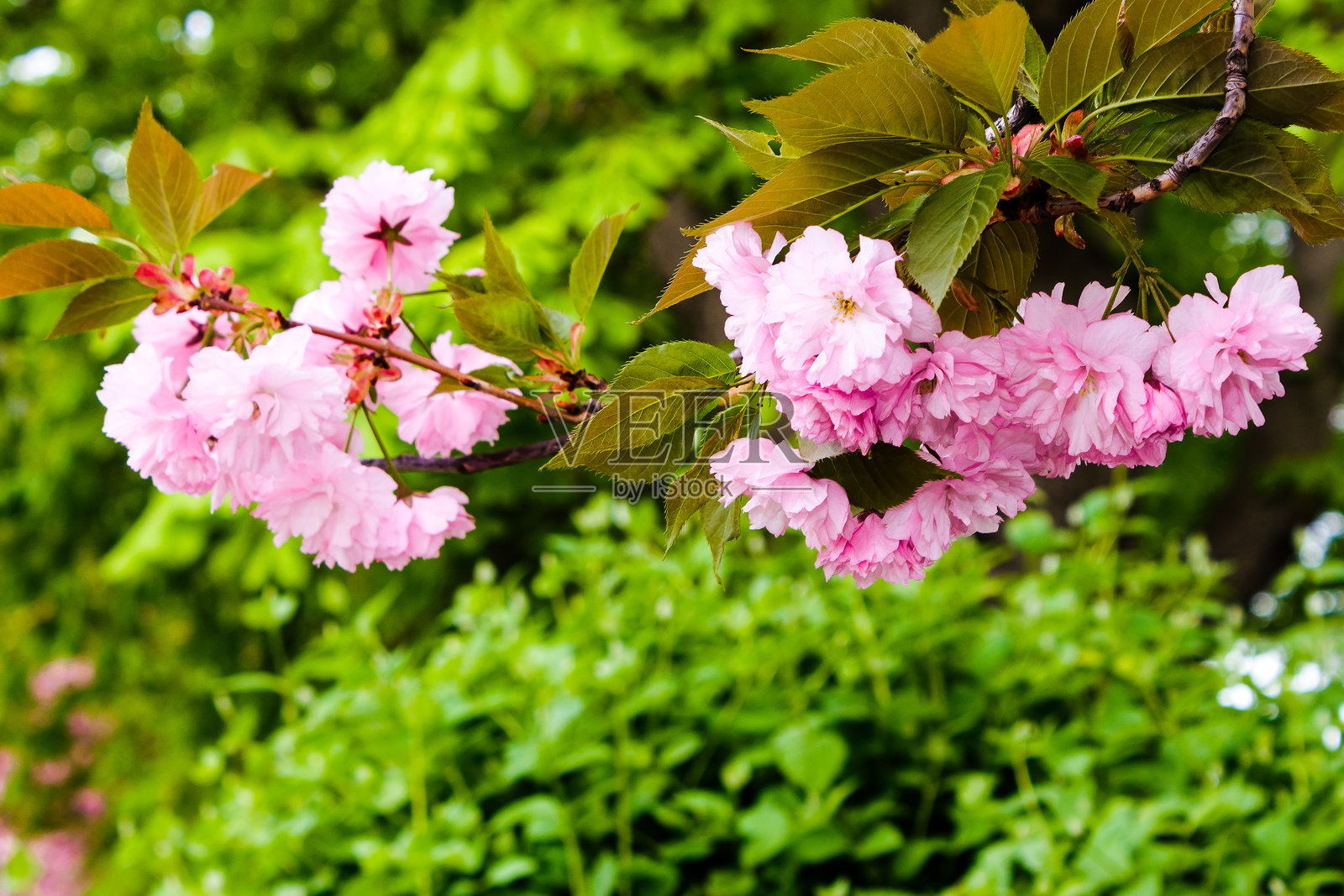春季盛开的樱花照片摄影图片