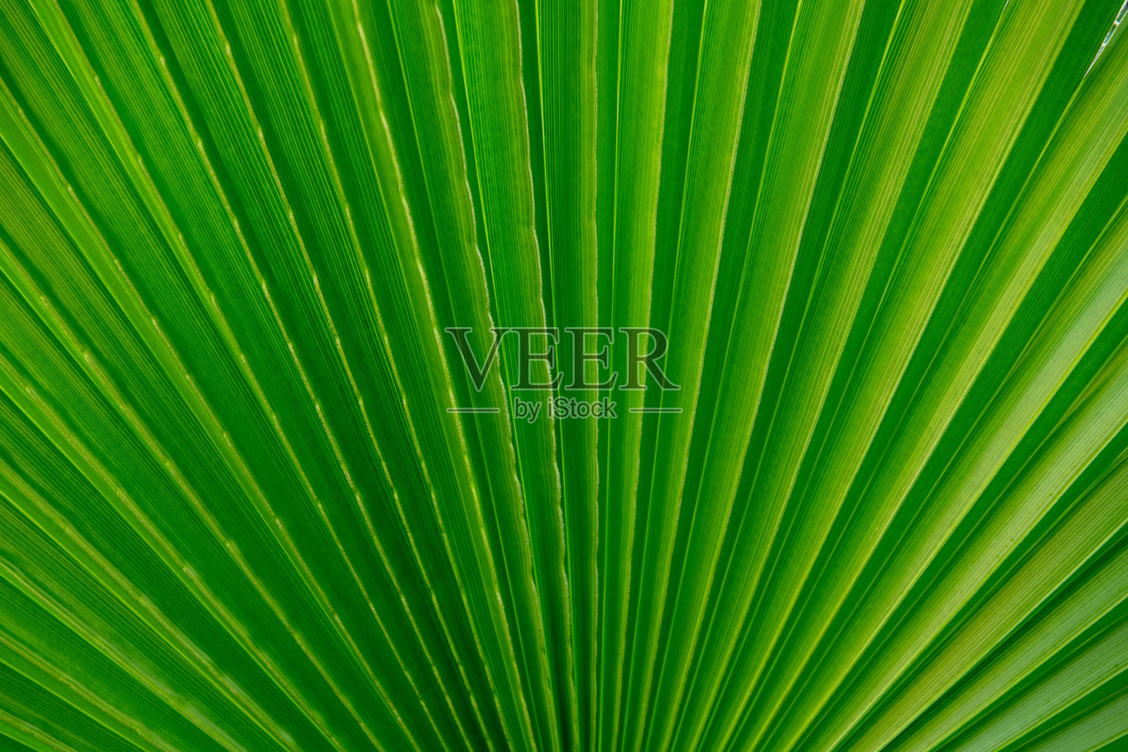 特写镜头，绿色棕榈叶背景。照片摄影图片