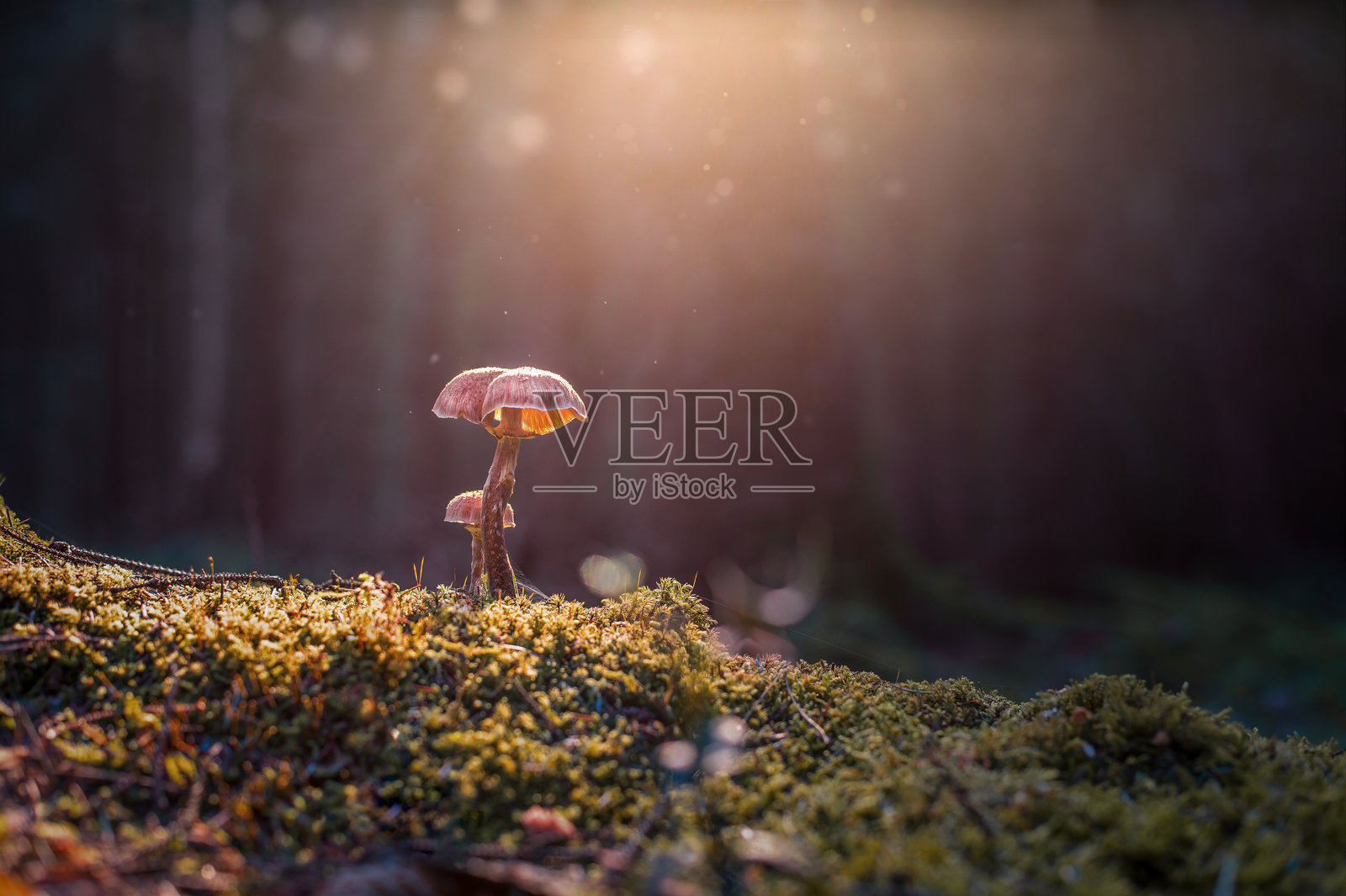 父亲与儿子照片摄影图片