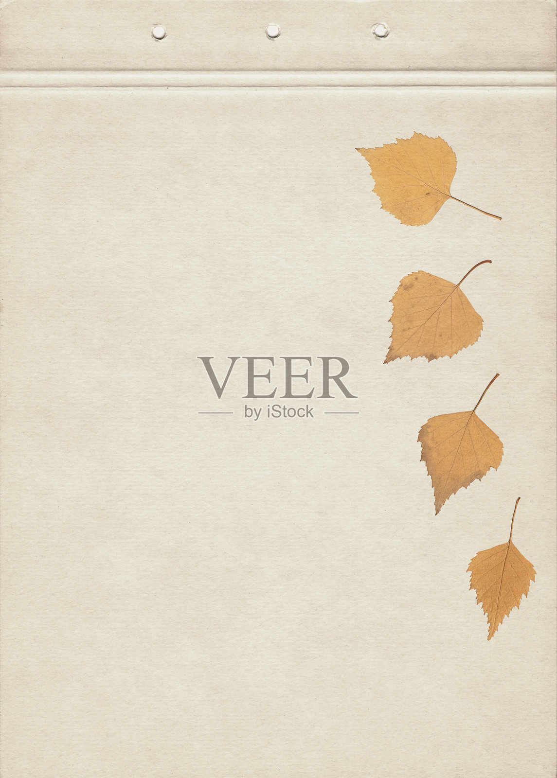 干燥的桦树叶平铺在旧纸张上，压制的秋季植物标本叶，用于植物收藏、环保装饰、乡村工艺项目、自然背景和有机设计照片摄影图片