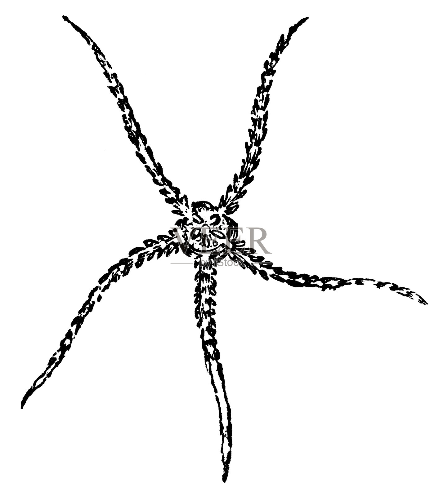 蛇形海星 (Ophiura Albida) - 19世纪插画图片素材