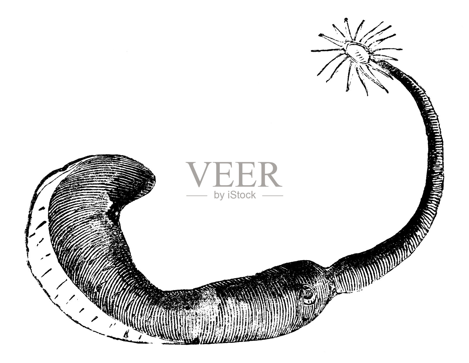 花生蠕虫（Phascolion Strombus）- 19世纪插画图片素材