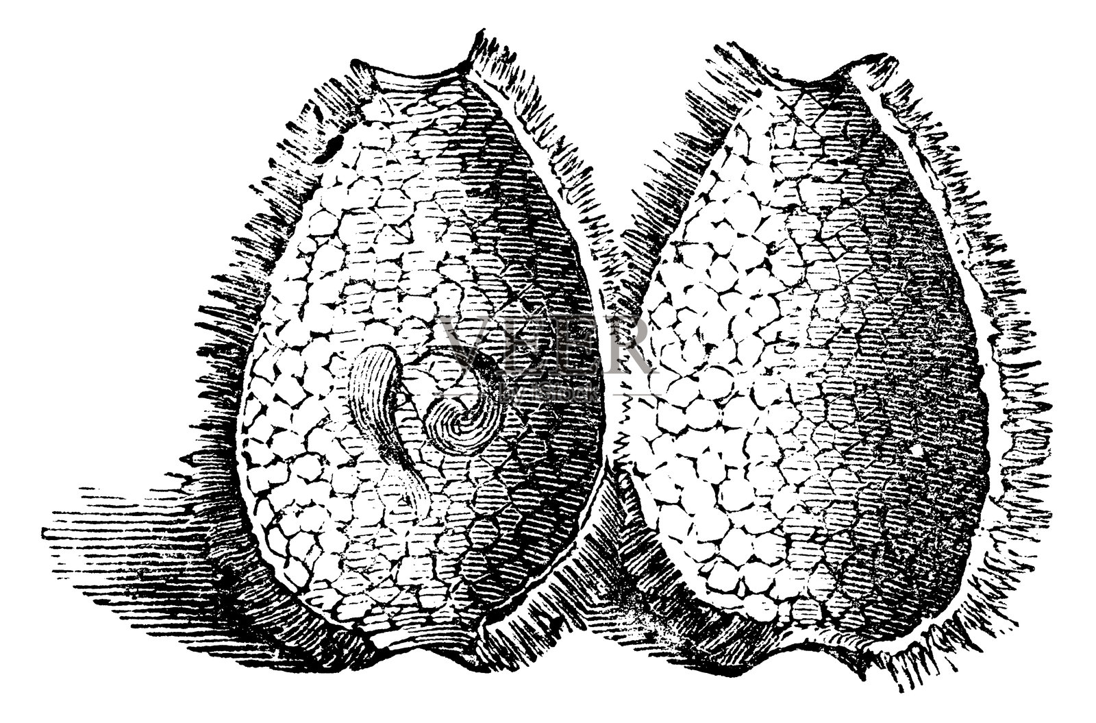 医蛭（Hirudo Medicinalis）的卵鞘内部 - 19世纪插画图片素材