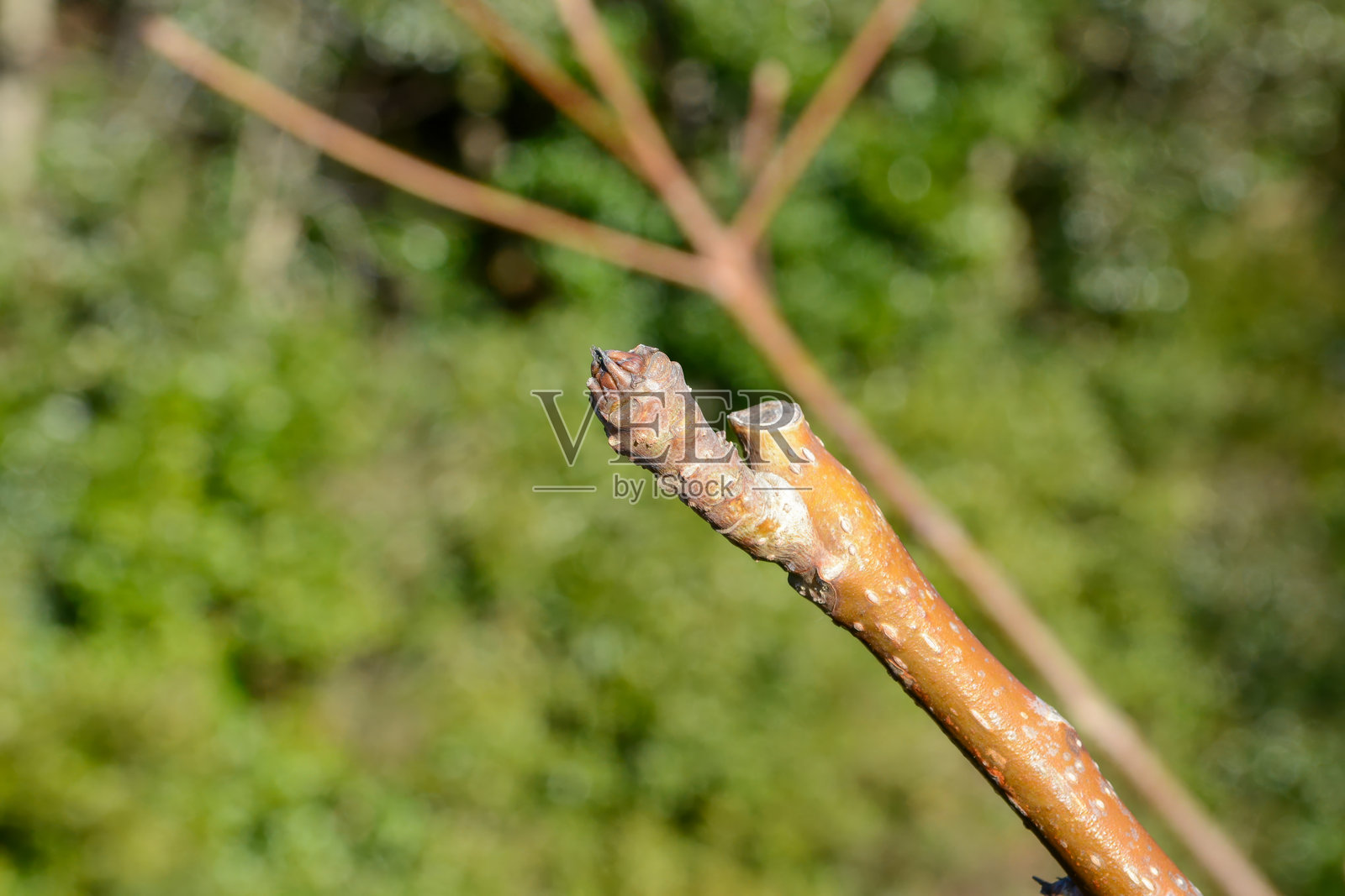 红楠（Idesia polycarpa），一种落叶乔木，开黄绿色花，秋季结红果。照片摄影图片
