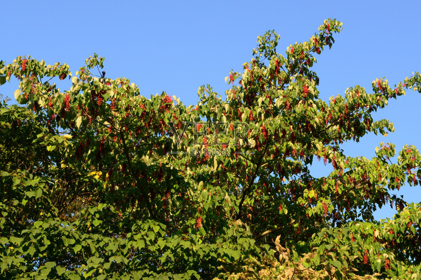 山胡椒，一种落叶乔木，开黄绿色花，秋季结红色果实。照片摄影图片