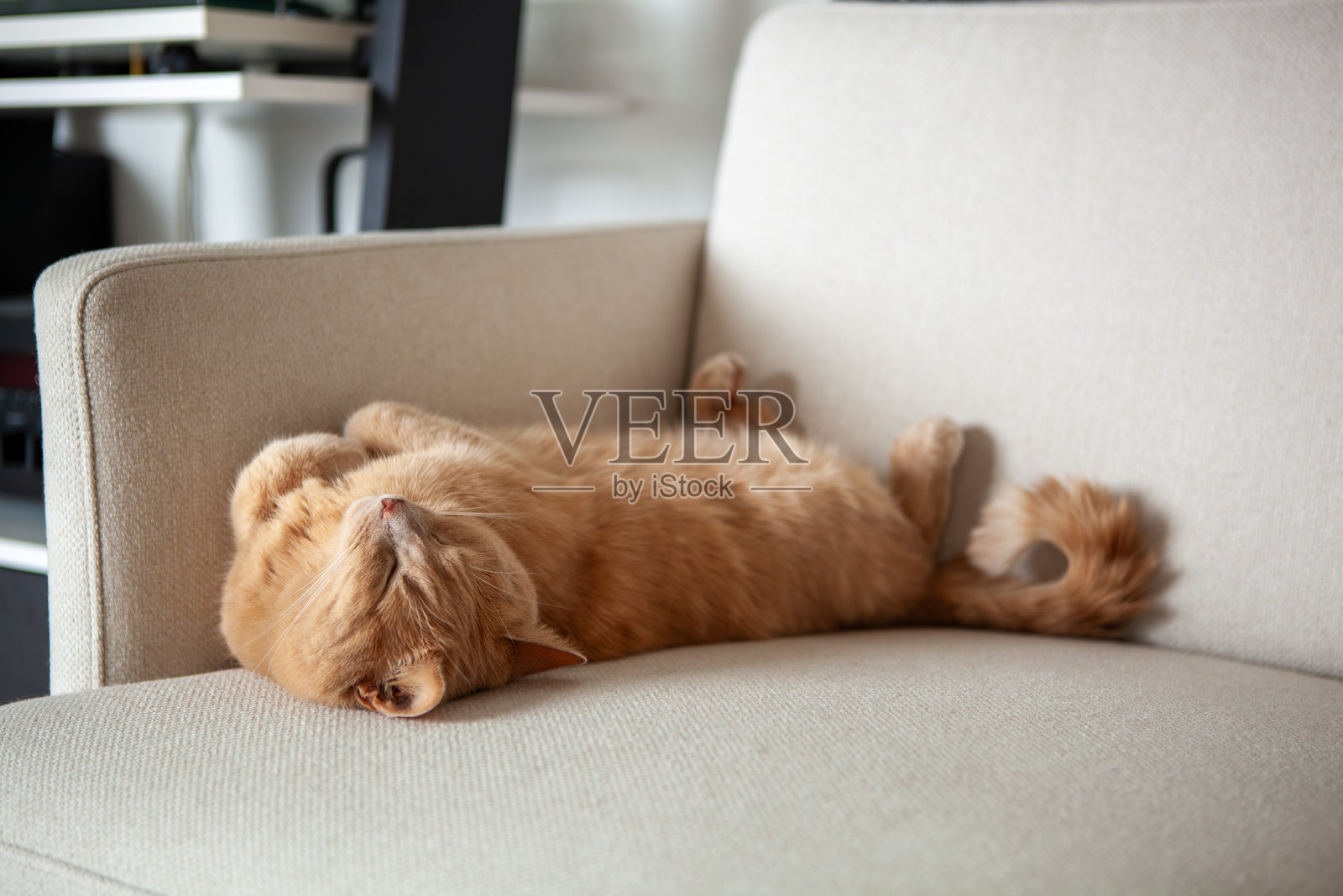 一只毛茸茸的橘猫舒适地躺在浅色沙发上，肚皮朝天。这个舒适的客厅装饰现代，营造出适合休憩的放松氛围。照片摄影图片