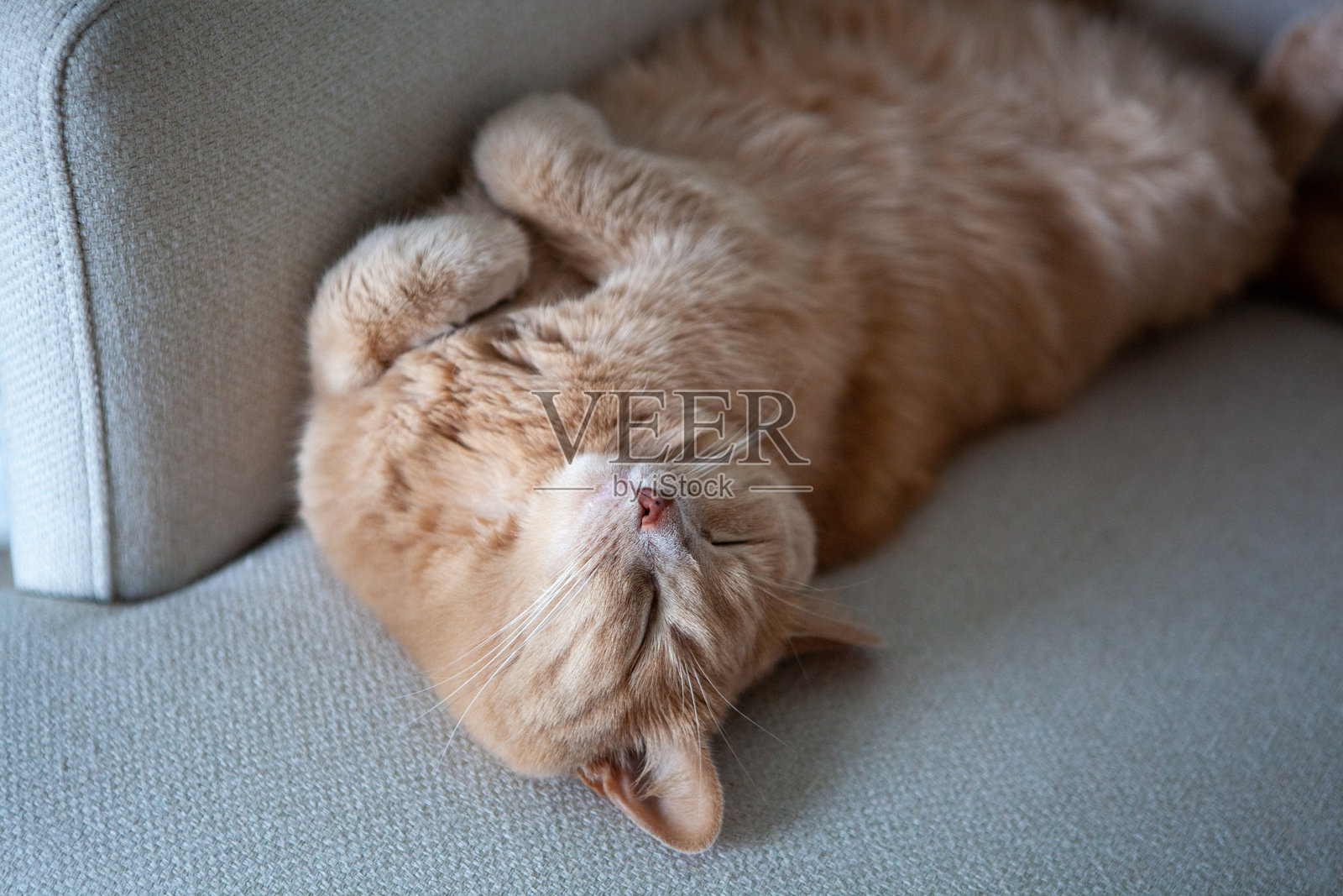 一只蓬松的橙色猫仰卧着，舒适地躺在柔软的沙发上。这宁静的时刻捕捉到了爱沙尼亚舒适家居的平和氛围。照片摄影图片