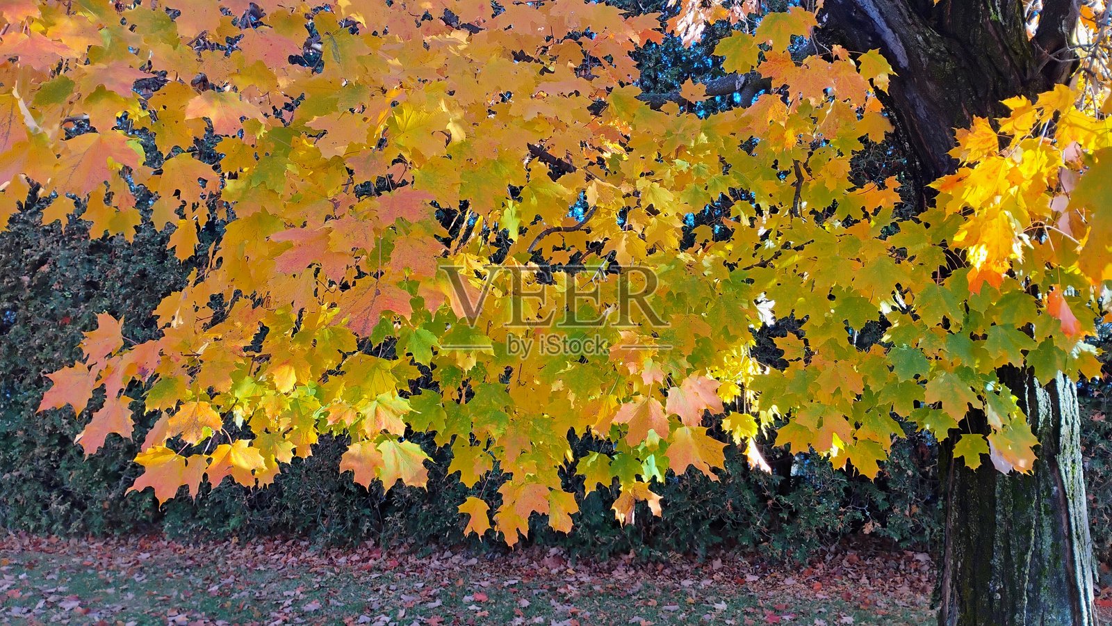 2025年秋季照片摄影图片