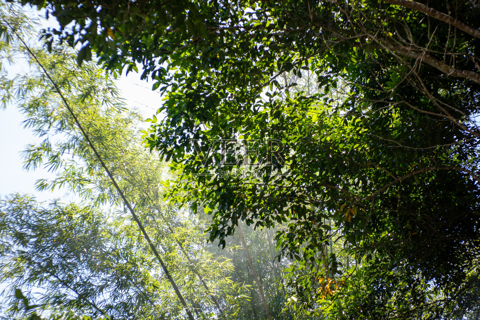 阳光穿过包括竹子在内的混合森林冠层照片摄影图片