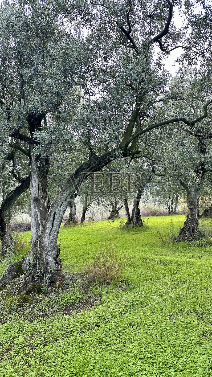 橄榄农场照片摄影图片