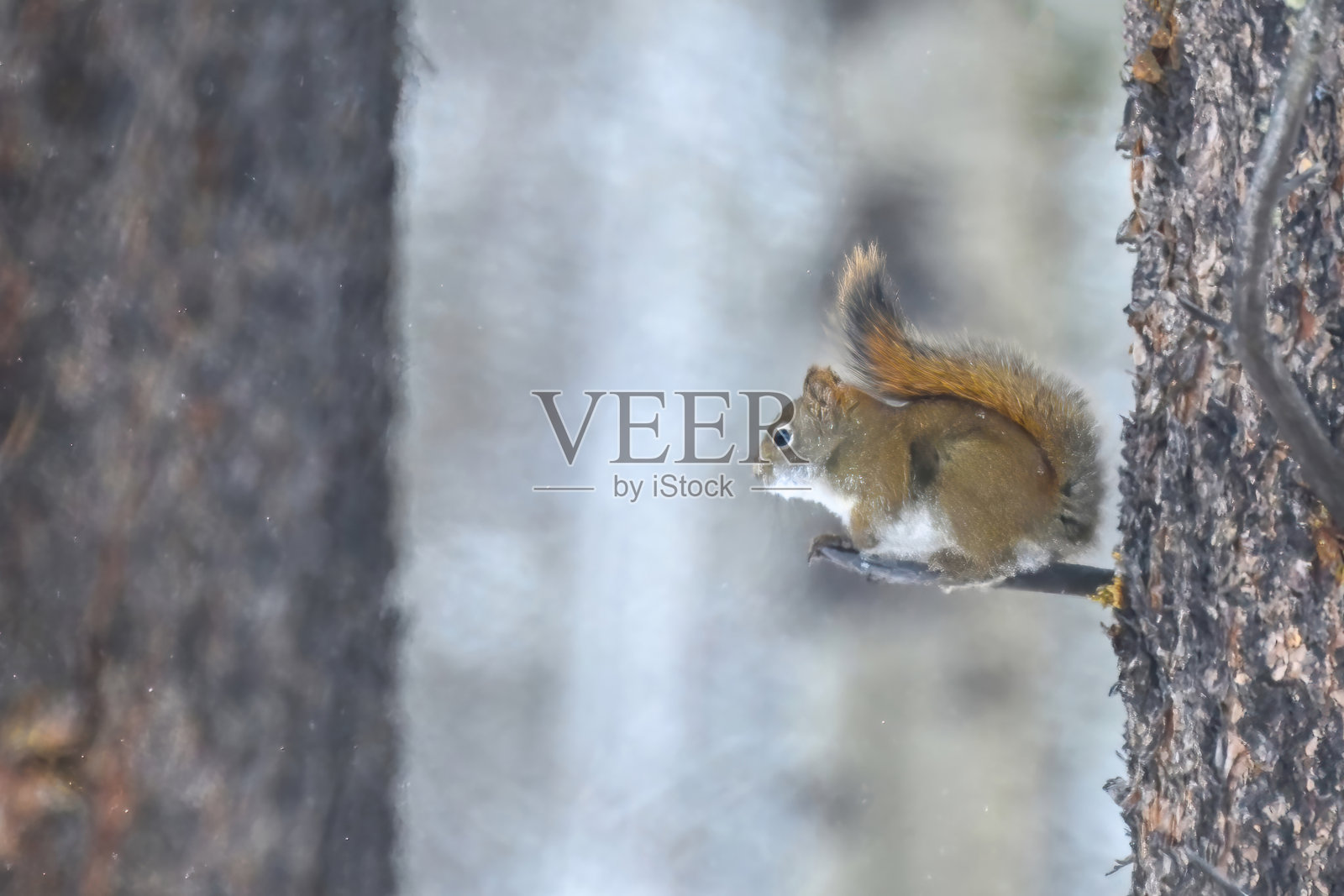 加拿大阿尔伯塔省森林中，一只红松鼠在冬日雪中照片摄影图片