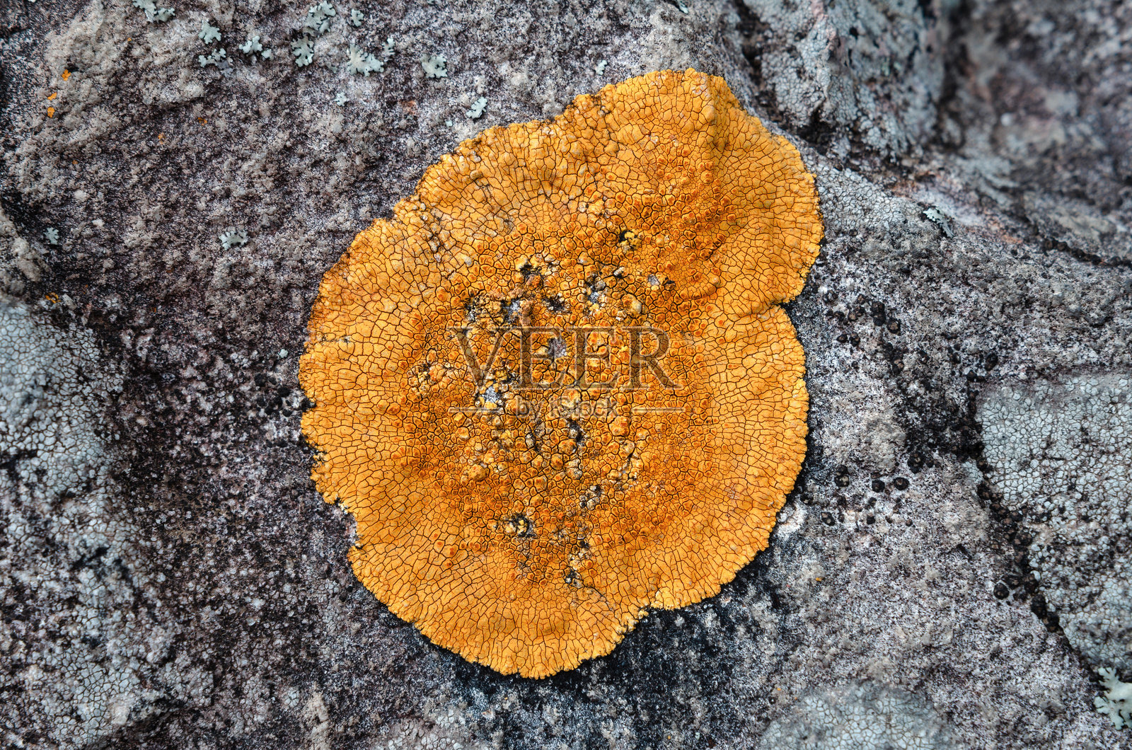 悬崖上干枯发黄的苔藓照片摄影图片