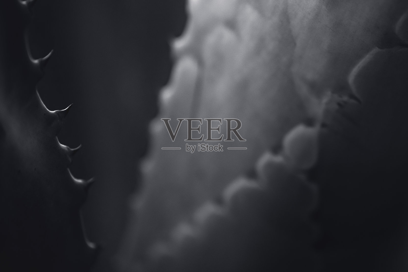 黑白花卉在柔和而富有情绪的光线下 唯美植物摄影照片摄影图片