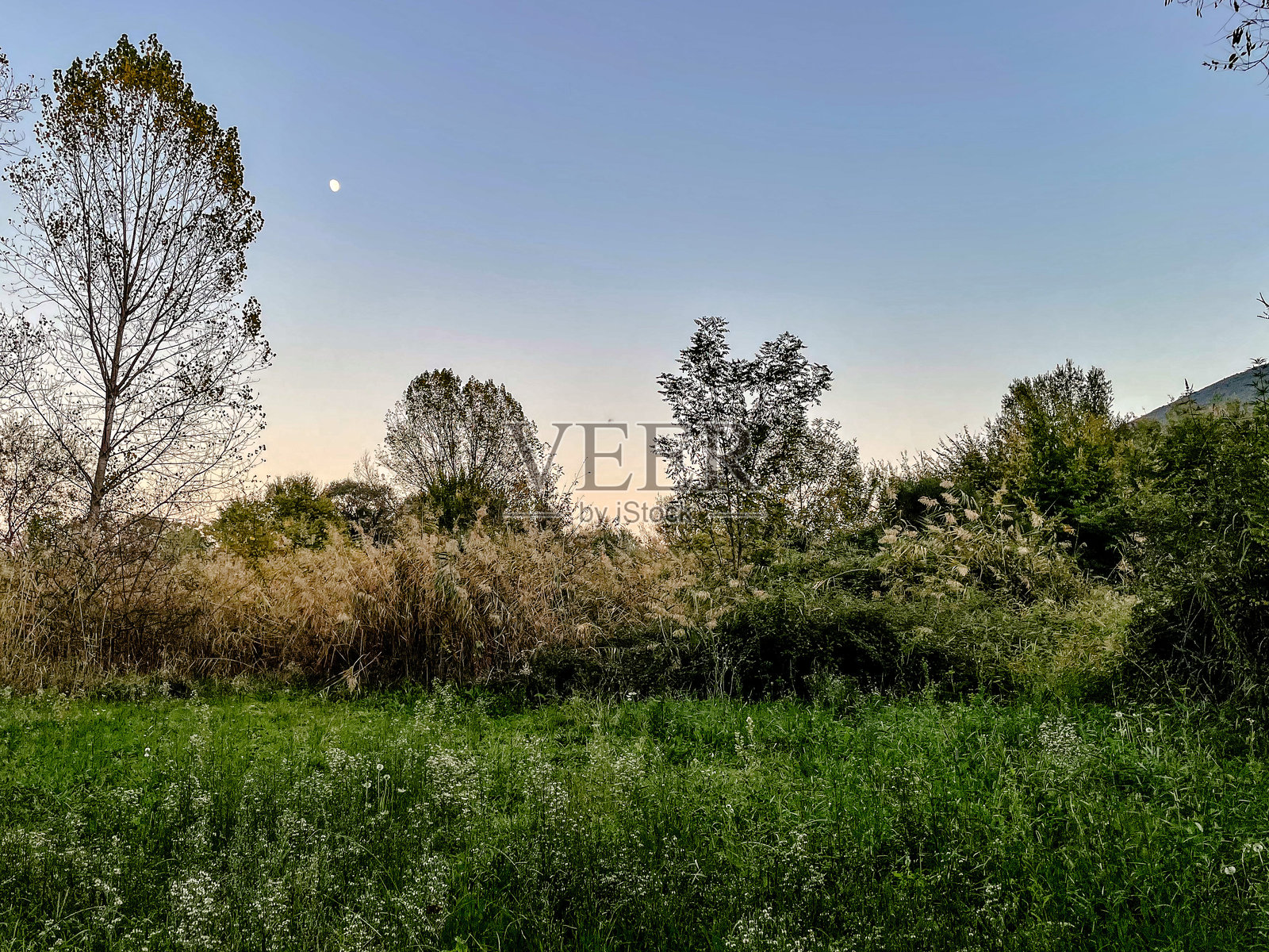 暮色中的自然风光，宁静的黄昏笼罩着茂密的草原照片摄影图片