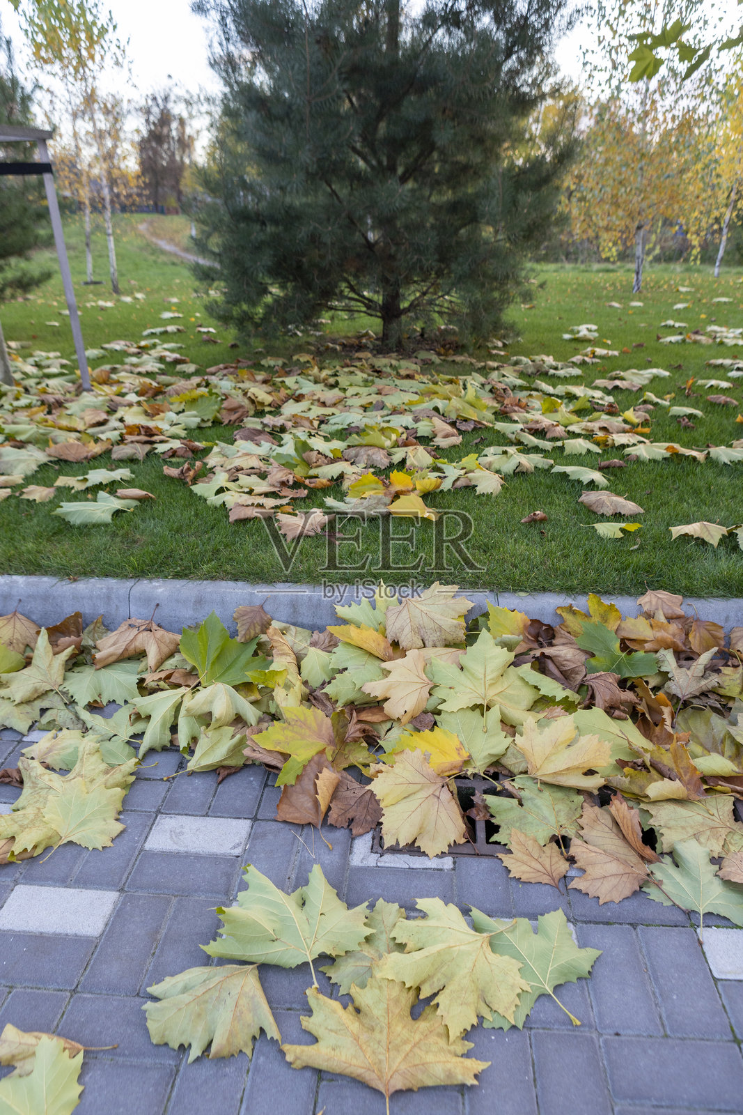 黄叶铺在绿草上，背景是落叶照片摄影图片